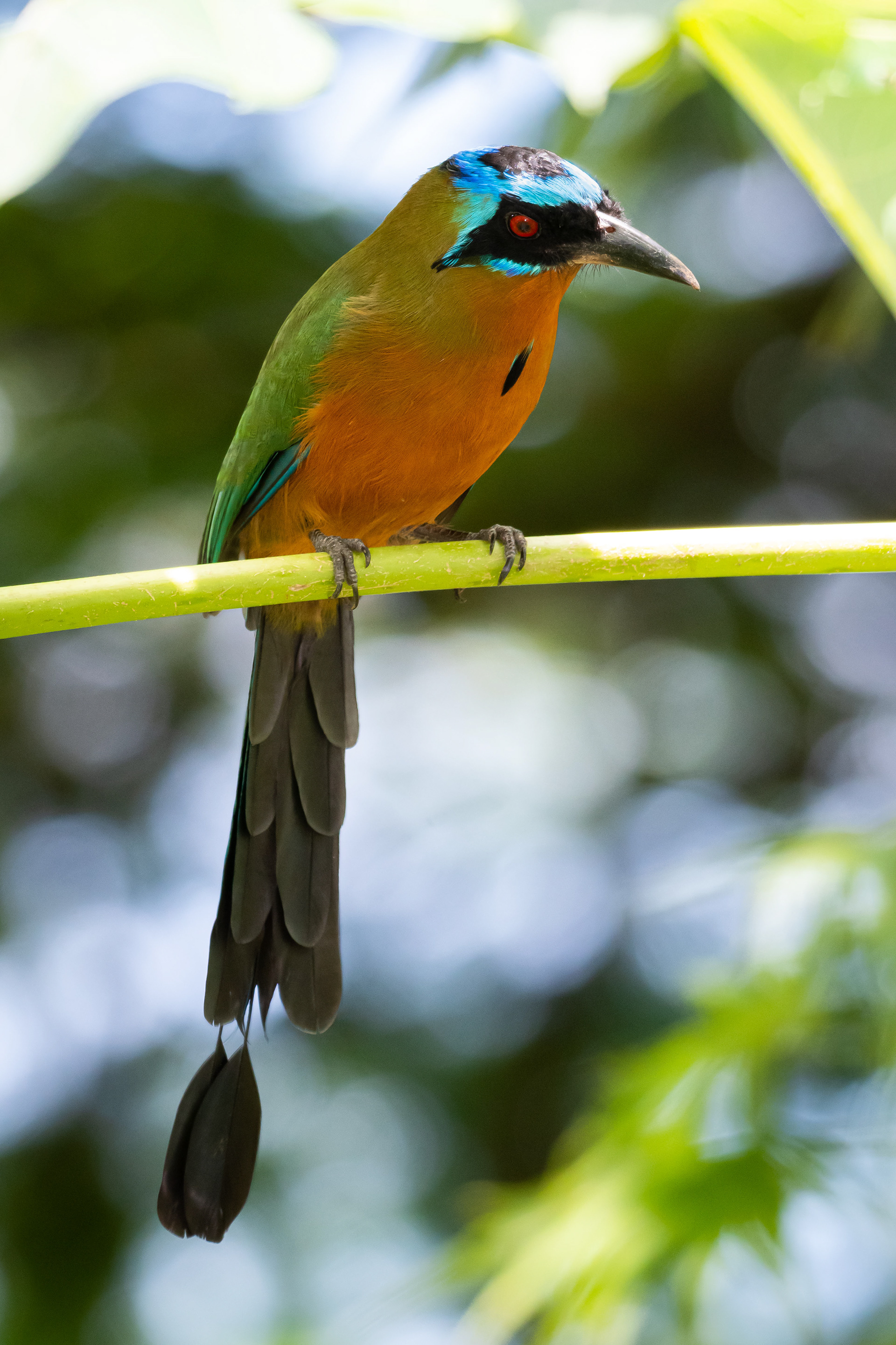 Trinidad Motmot