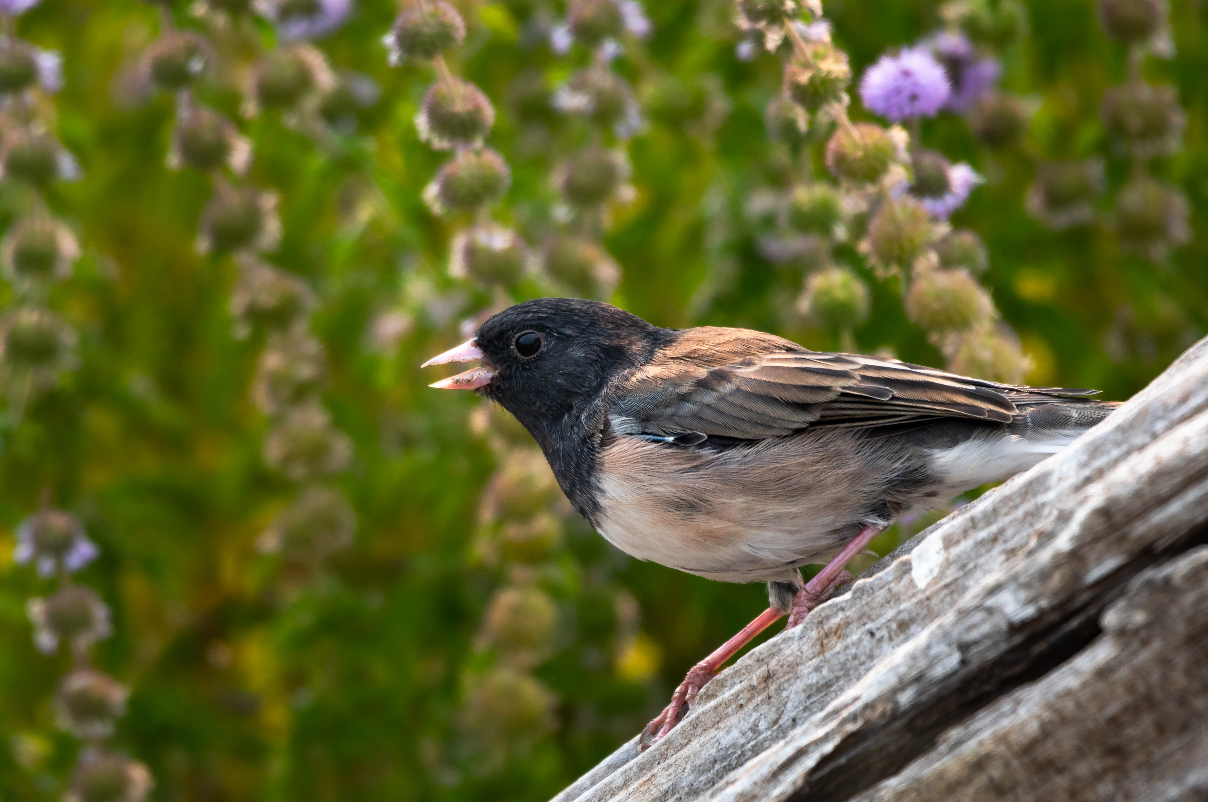 Oregon Junco