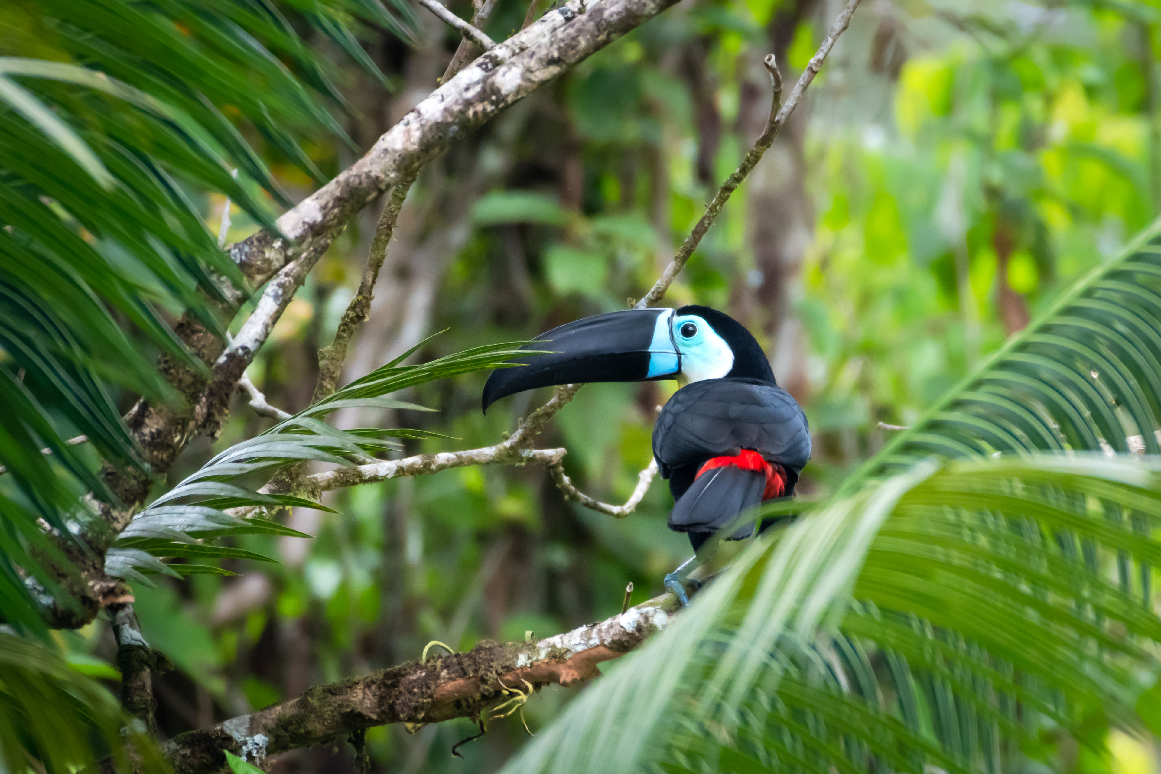 Channel-billed Toucan