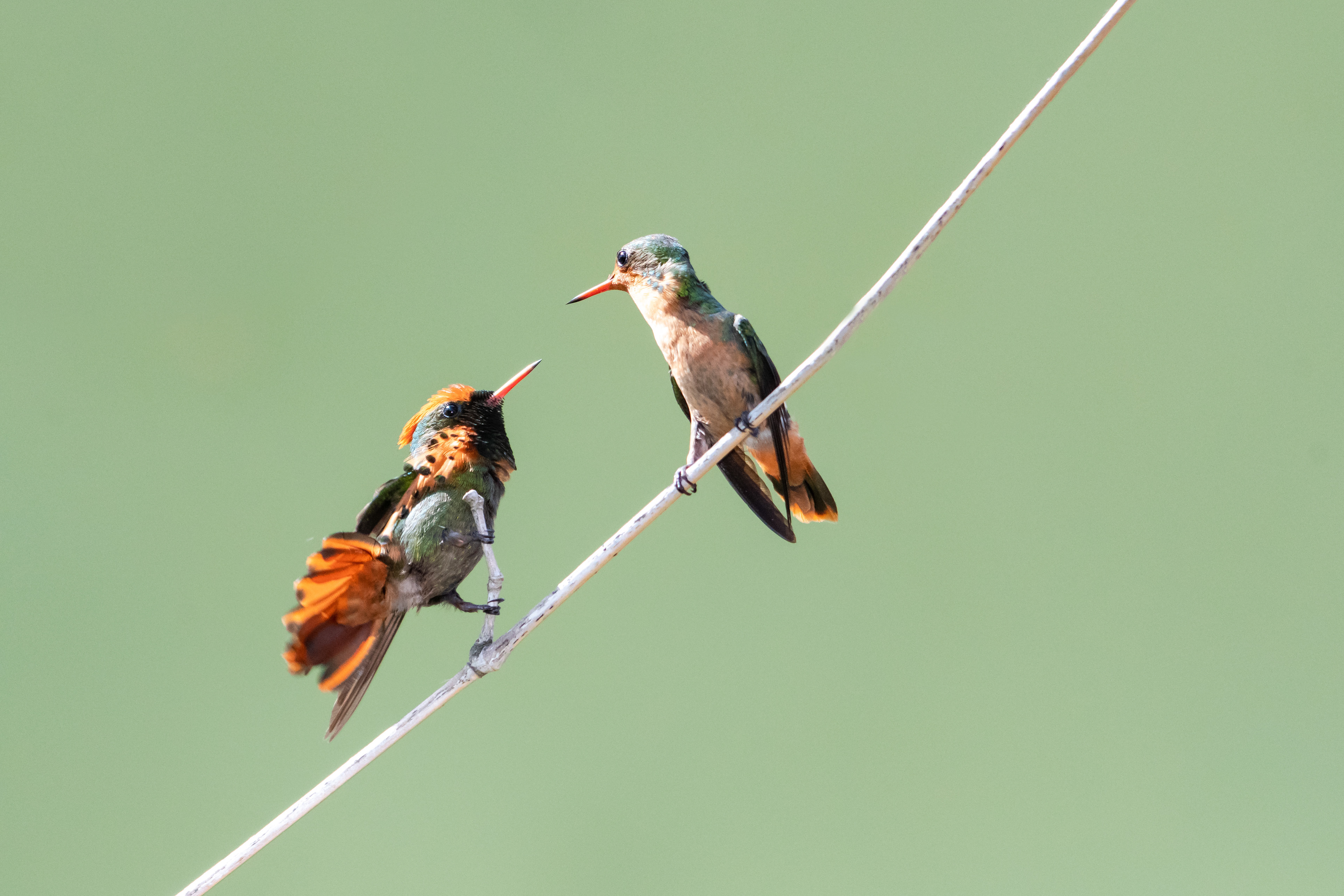 Male and Female Tufted Coquette