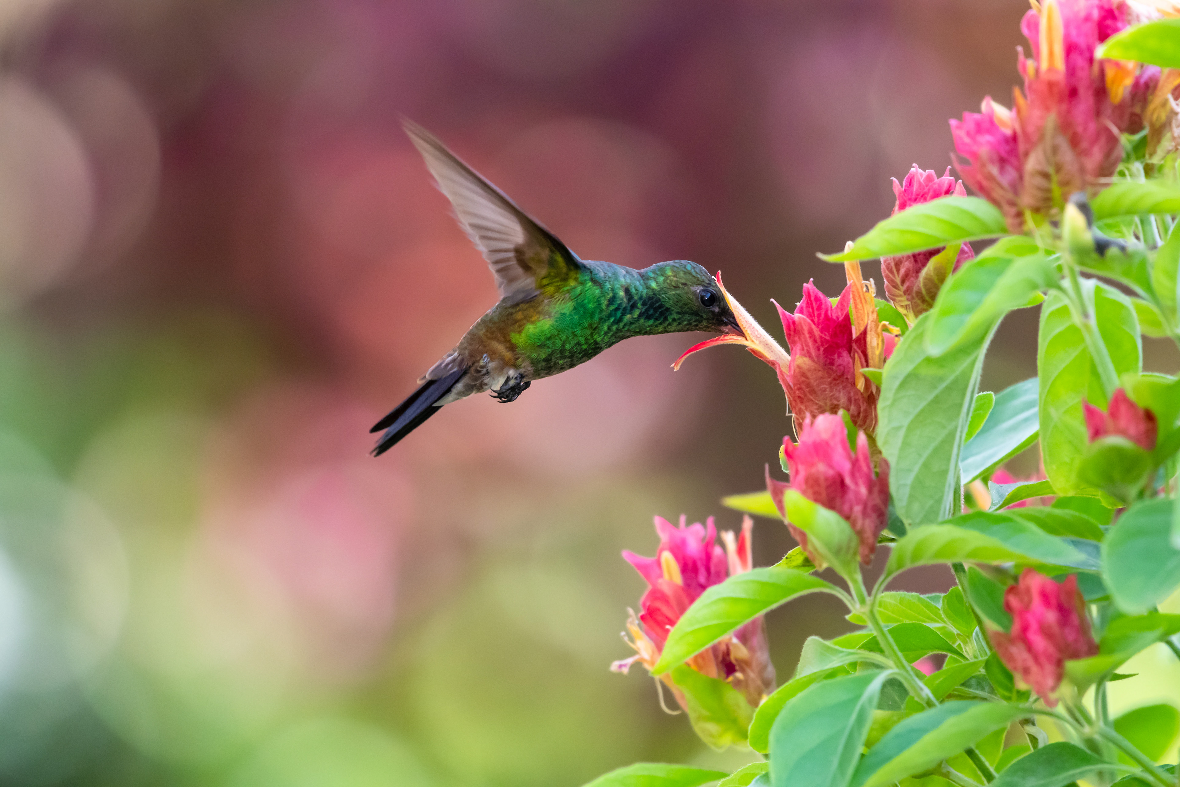 Copper-rumped