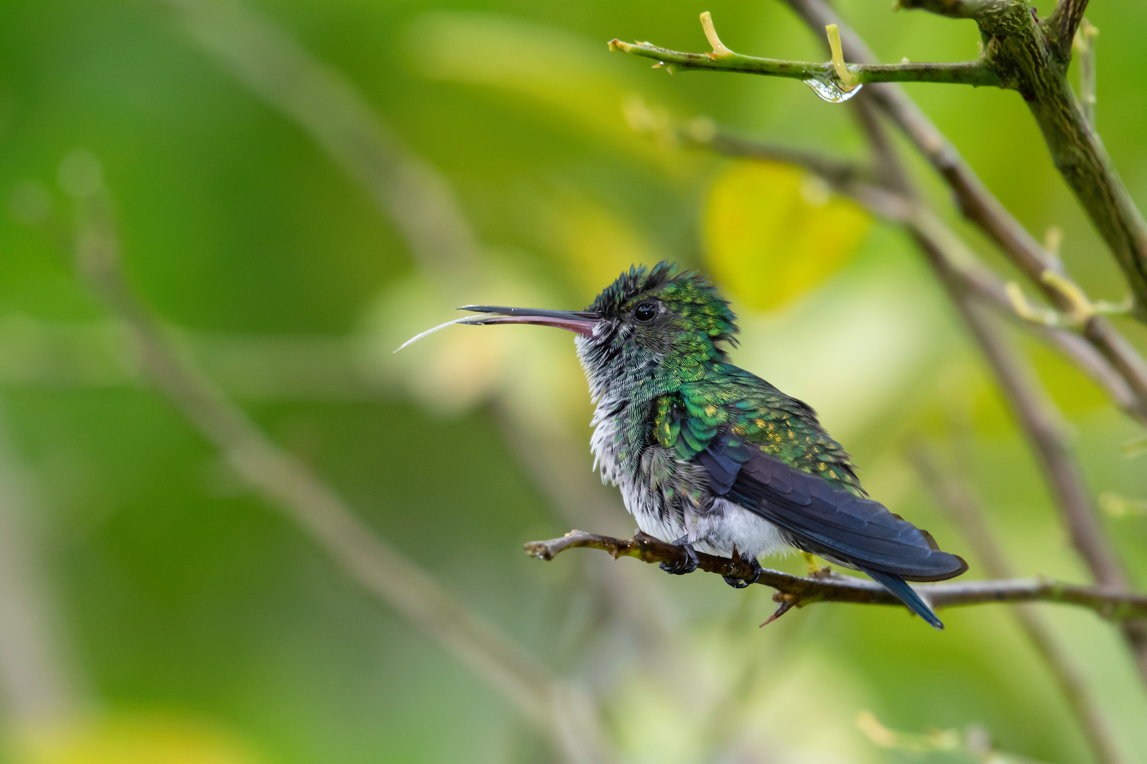 Blue-chinned Sapphire
