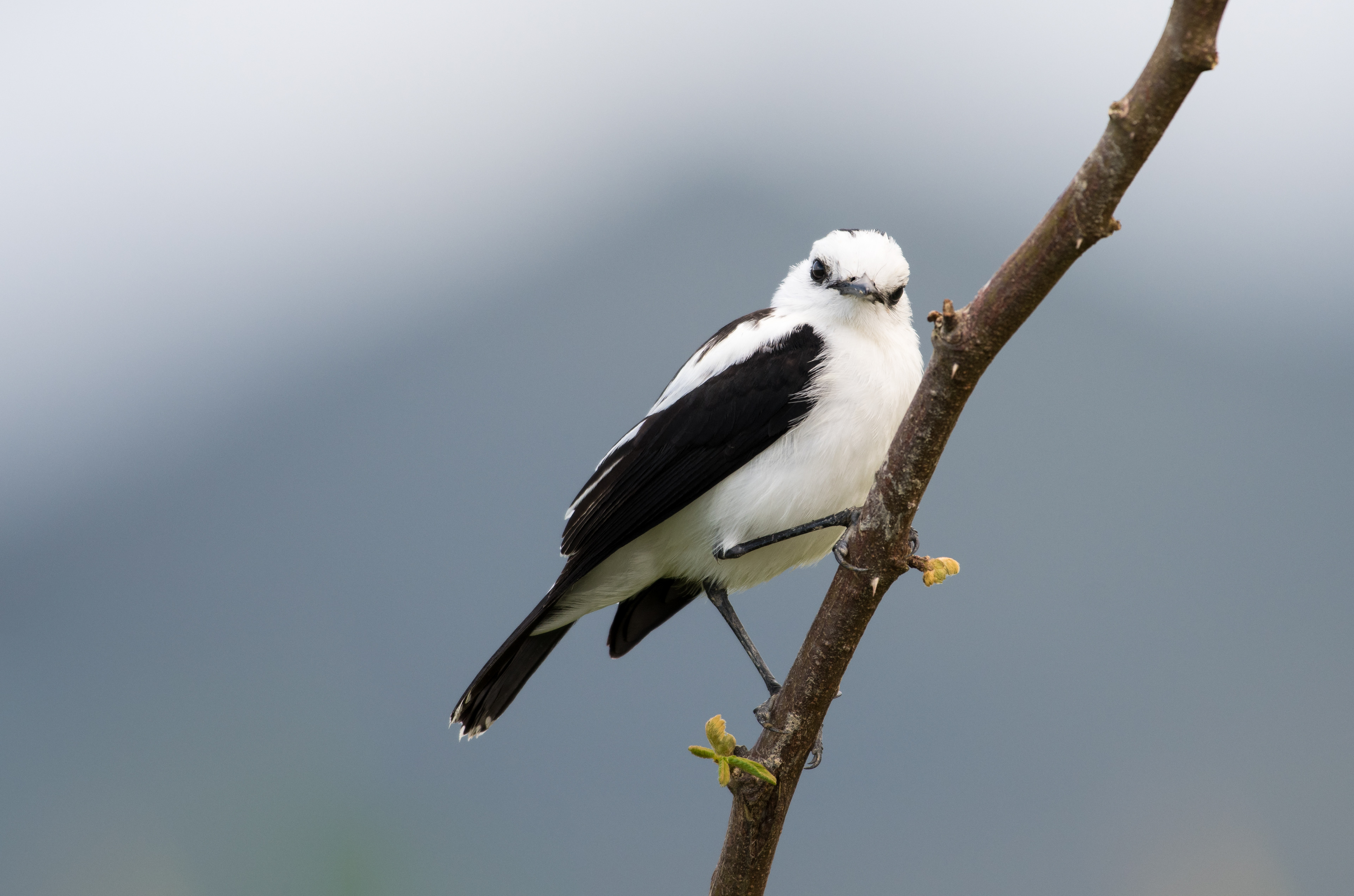 Pied Water tyrant