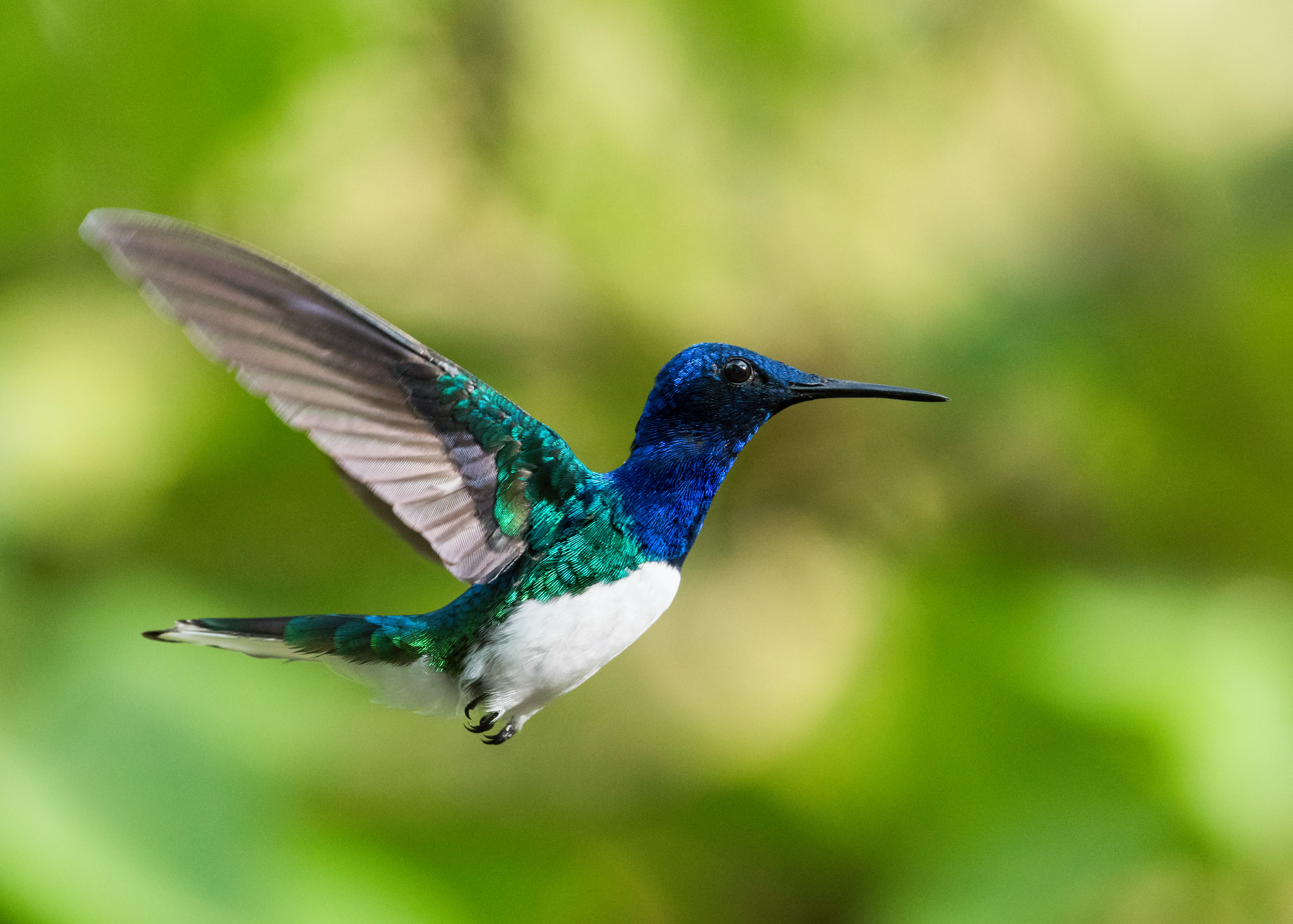 White-necked Jacobin