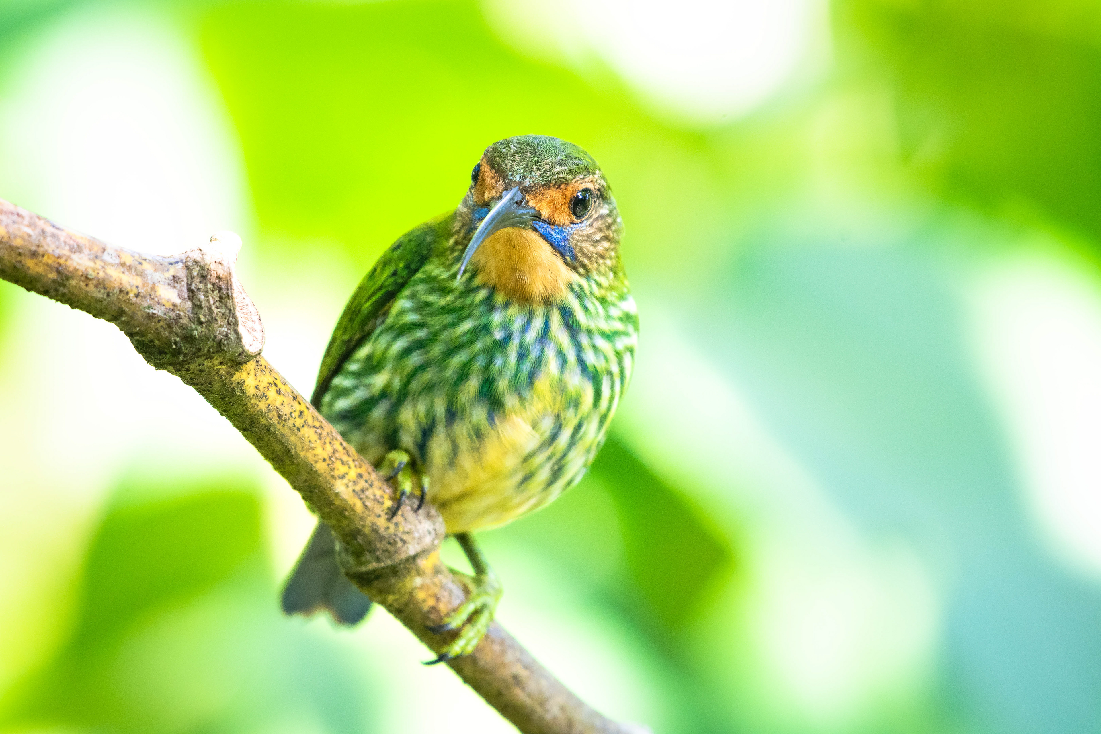 Female Purple Honeycreeper