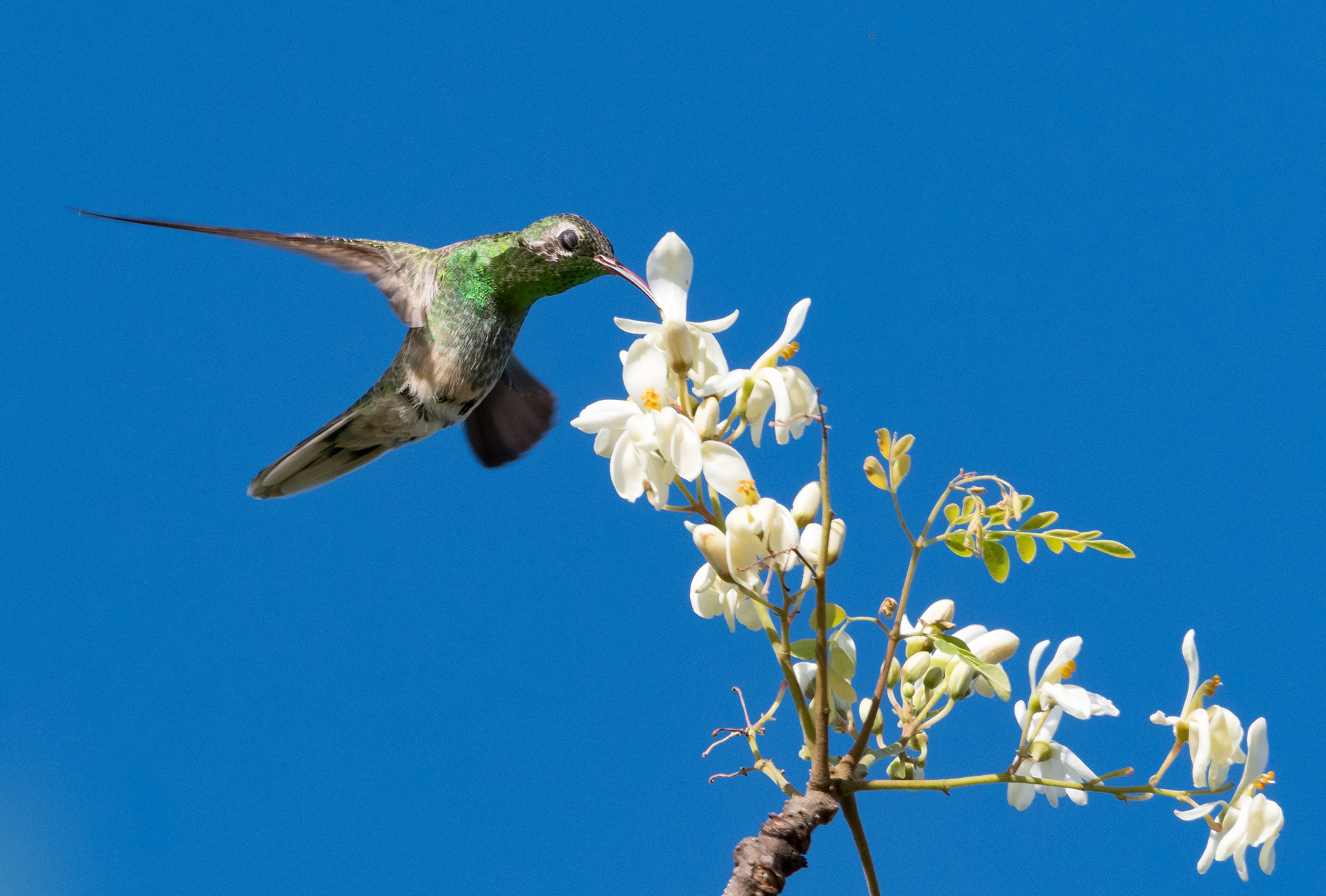 White-tailed Golden Throat