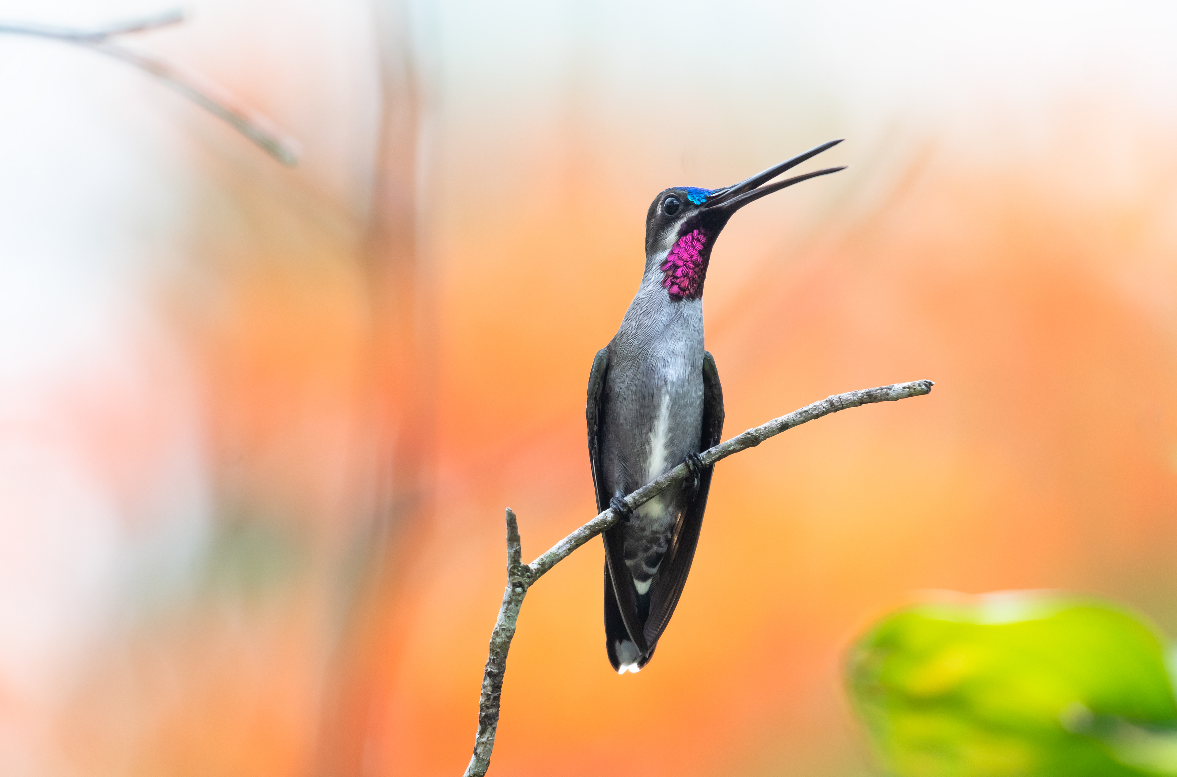 Long-billed Starthroat