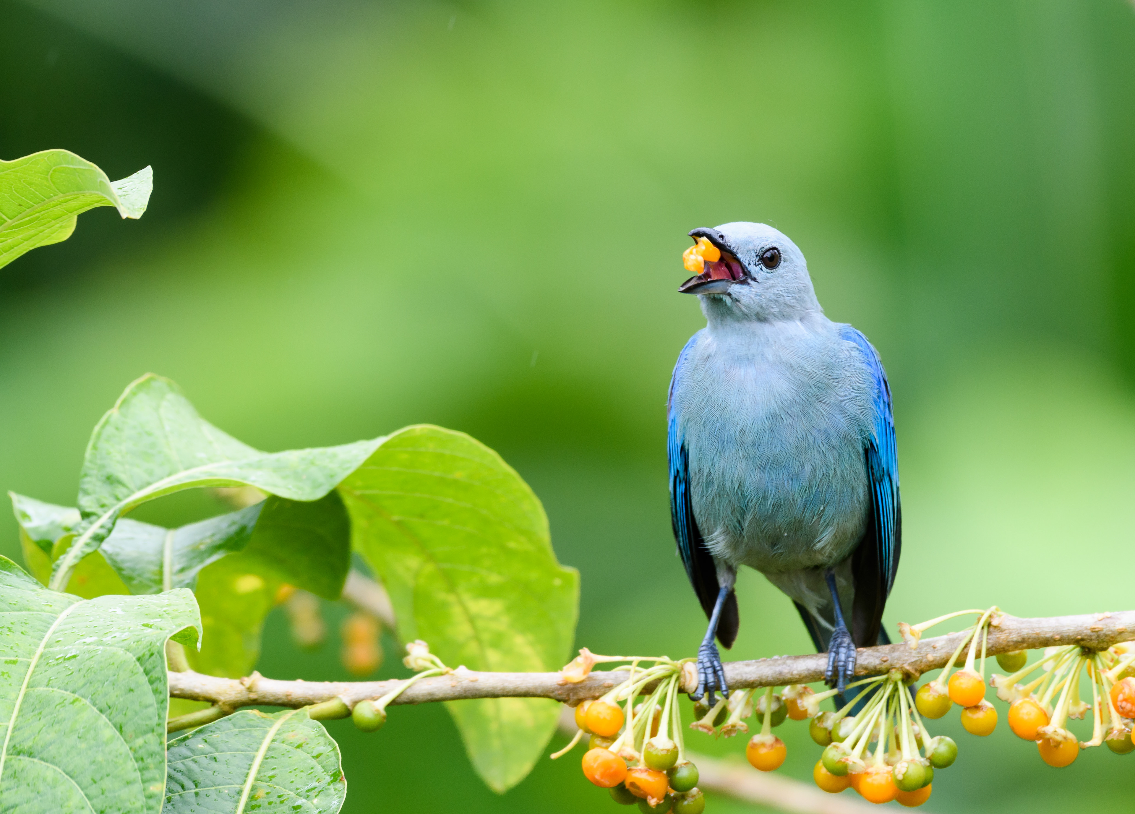Blue-gray Tanager