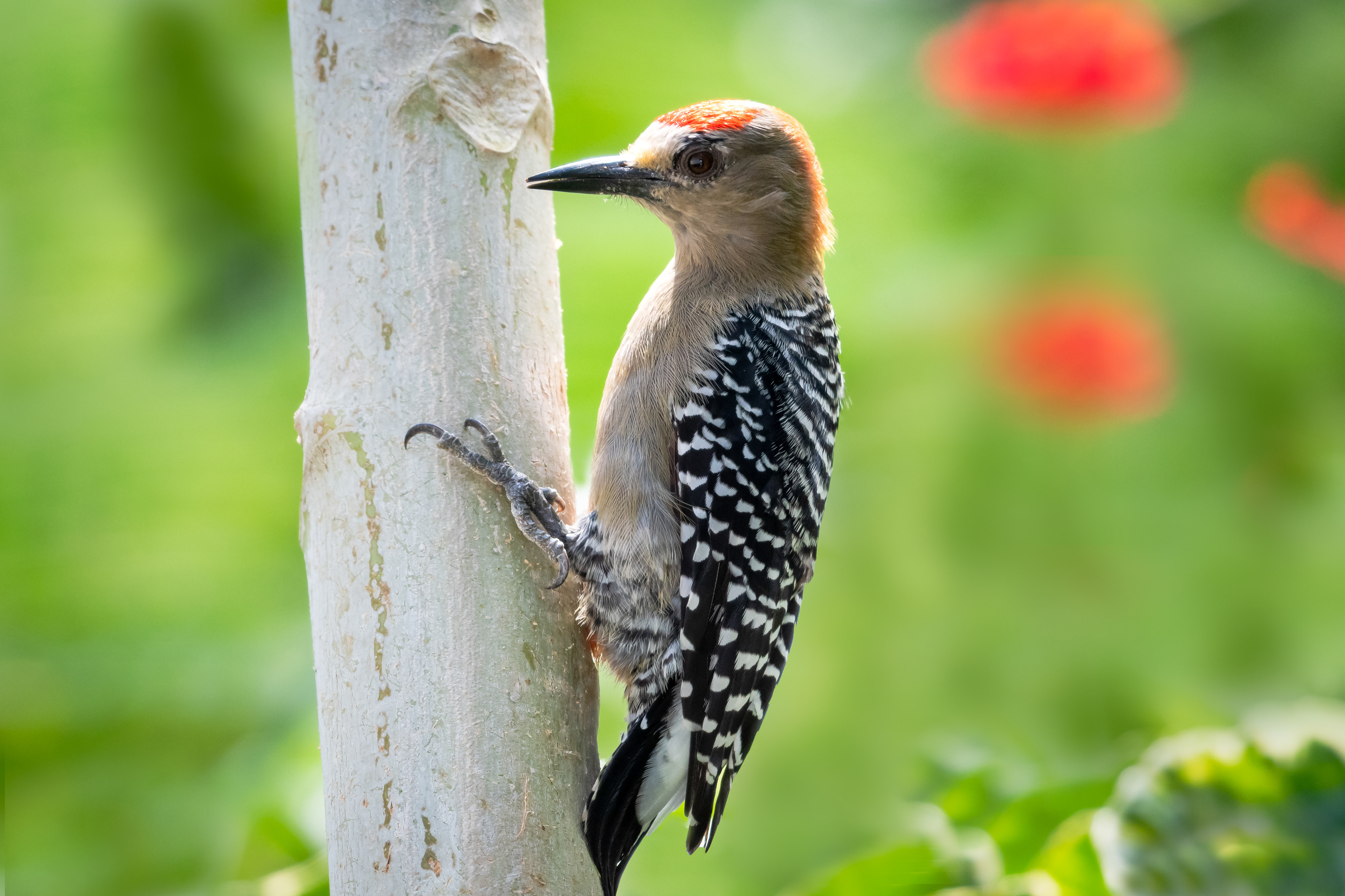Red-crowned Woodpecker