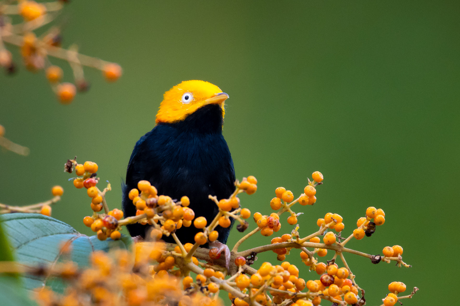 Golden-headed Manakin