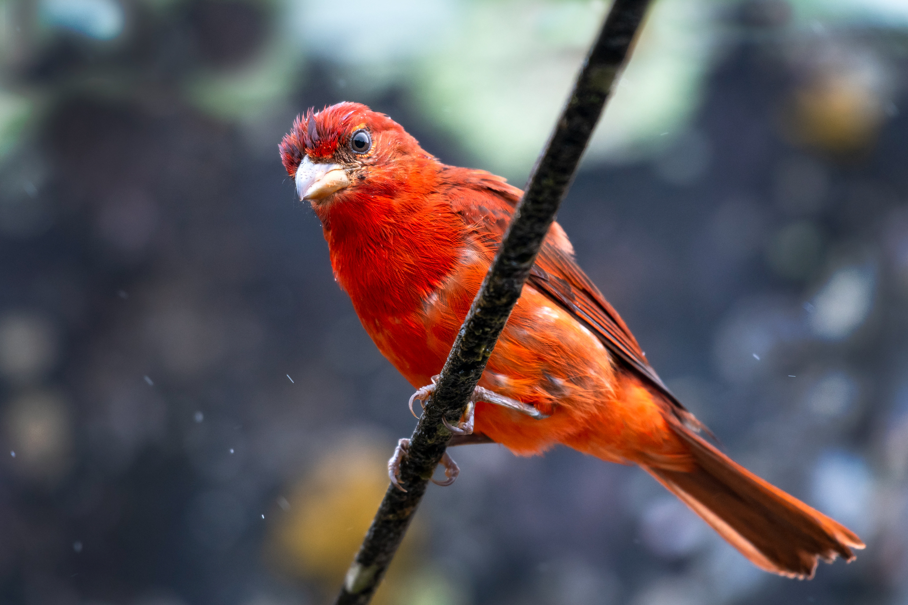 Hepatic Tanager