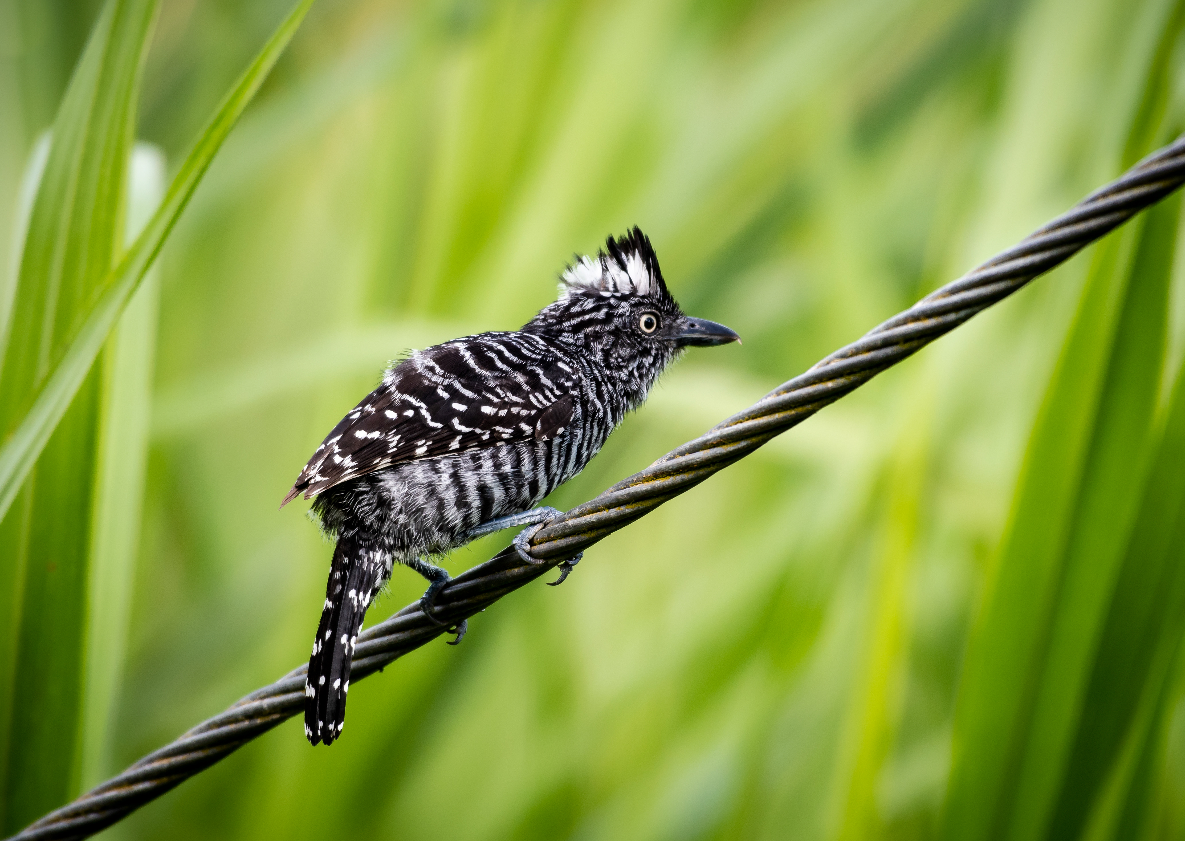 Barred Antshrike