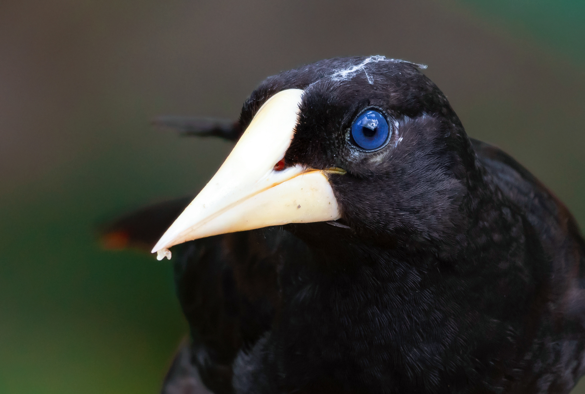 Oropendola
