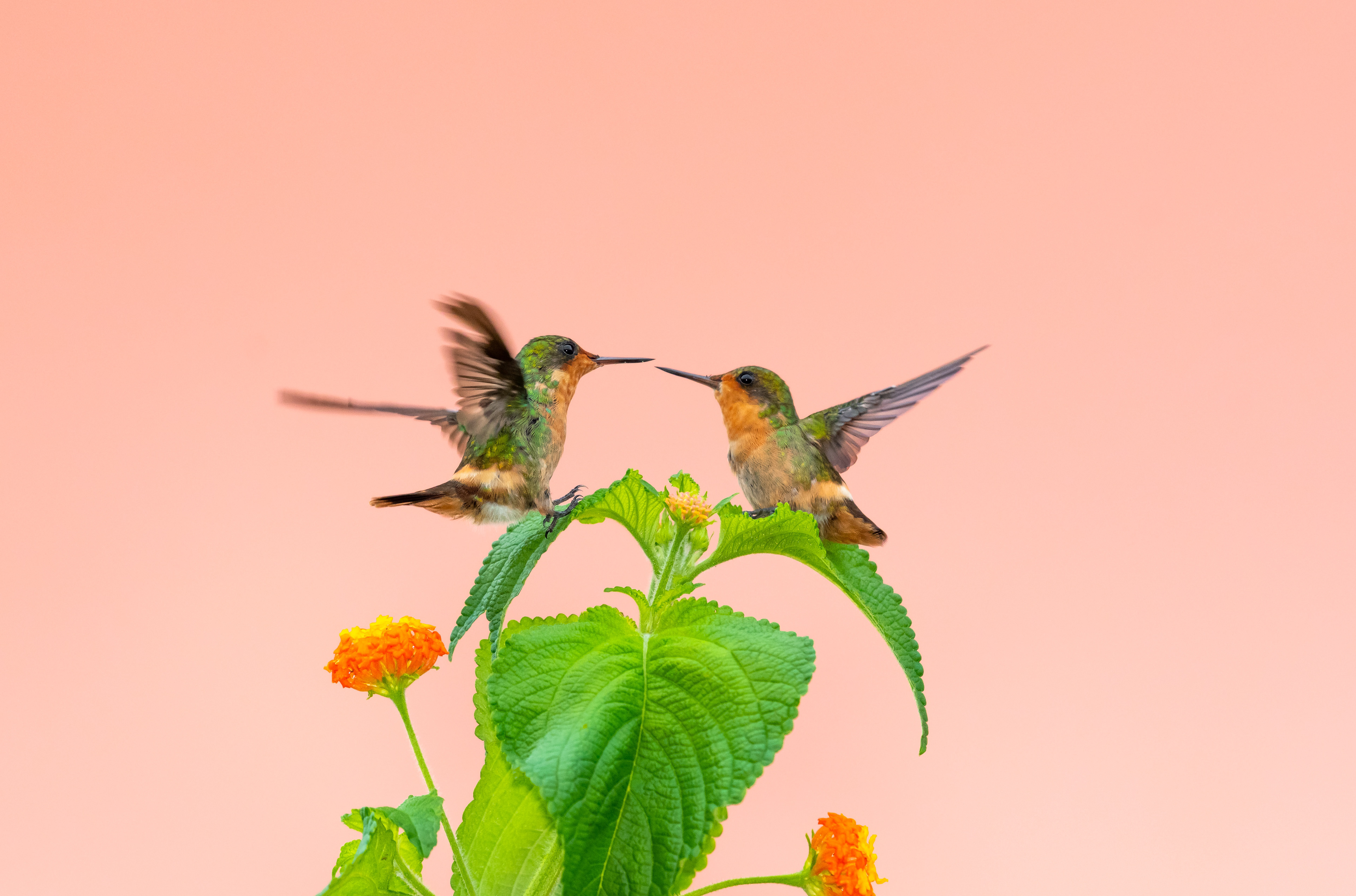 Female Tufted Coquette