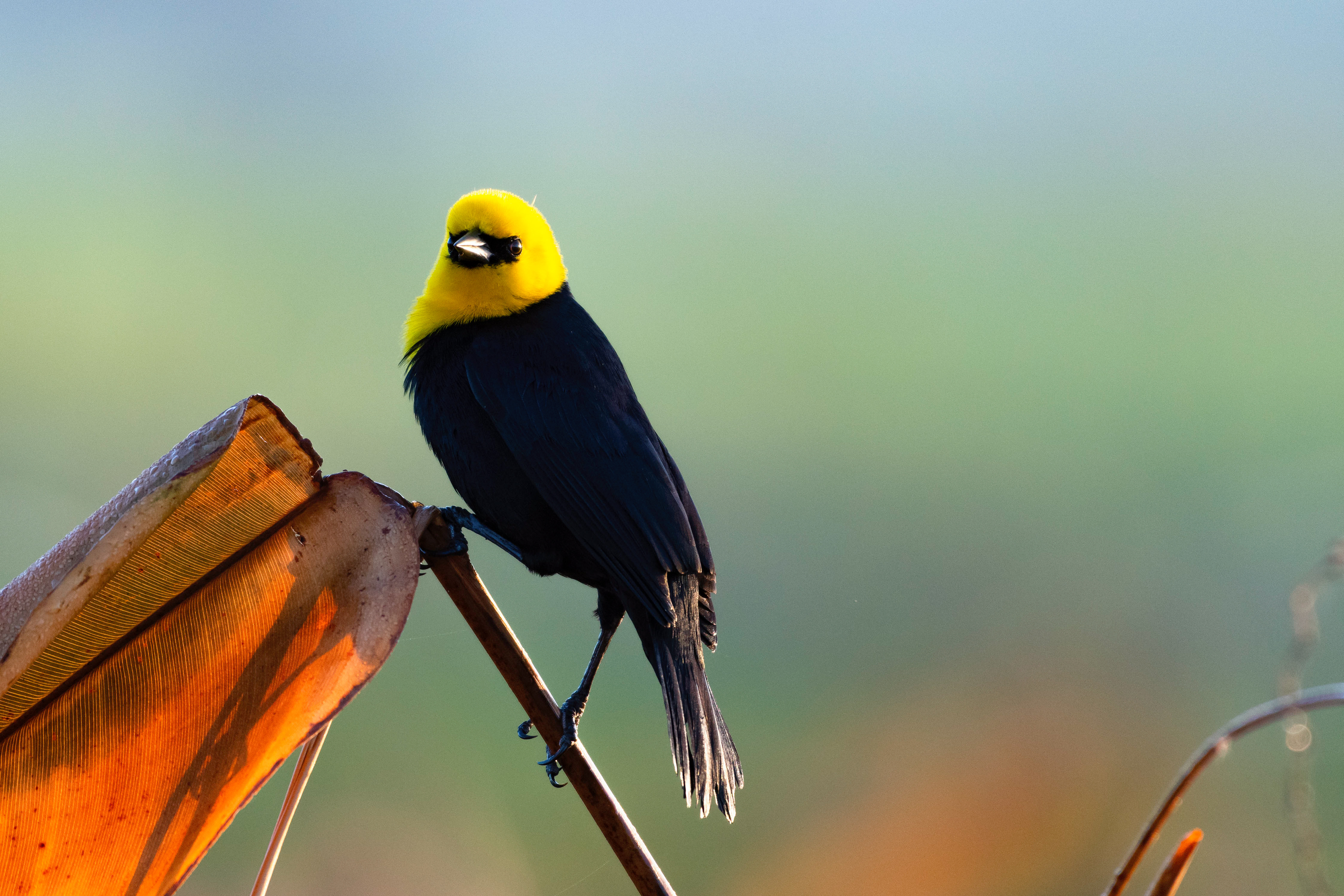 Yellow Hooded Blackbird