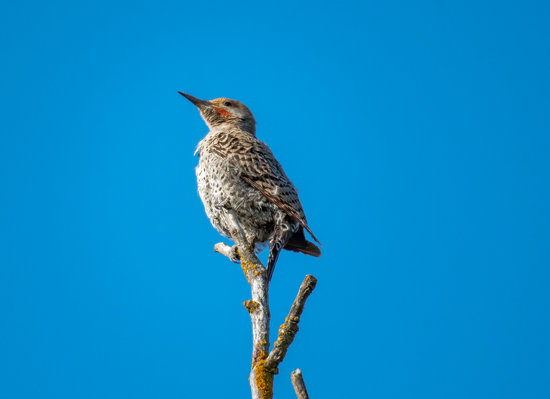 Northern Flicker