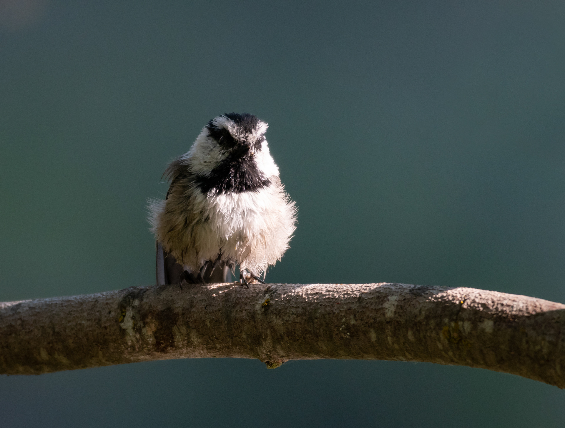 Mountain Chickadee