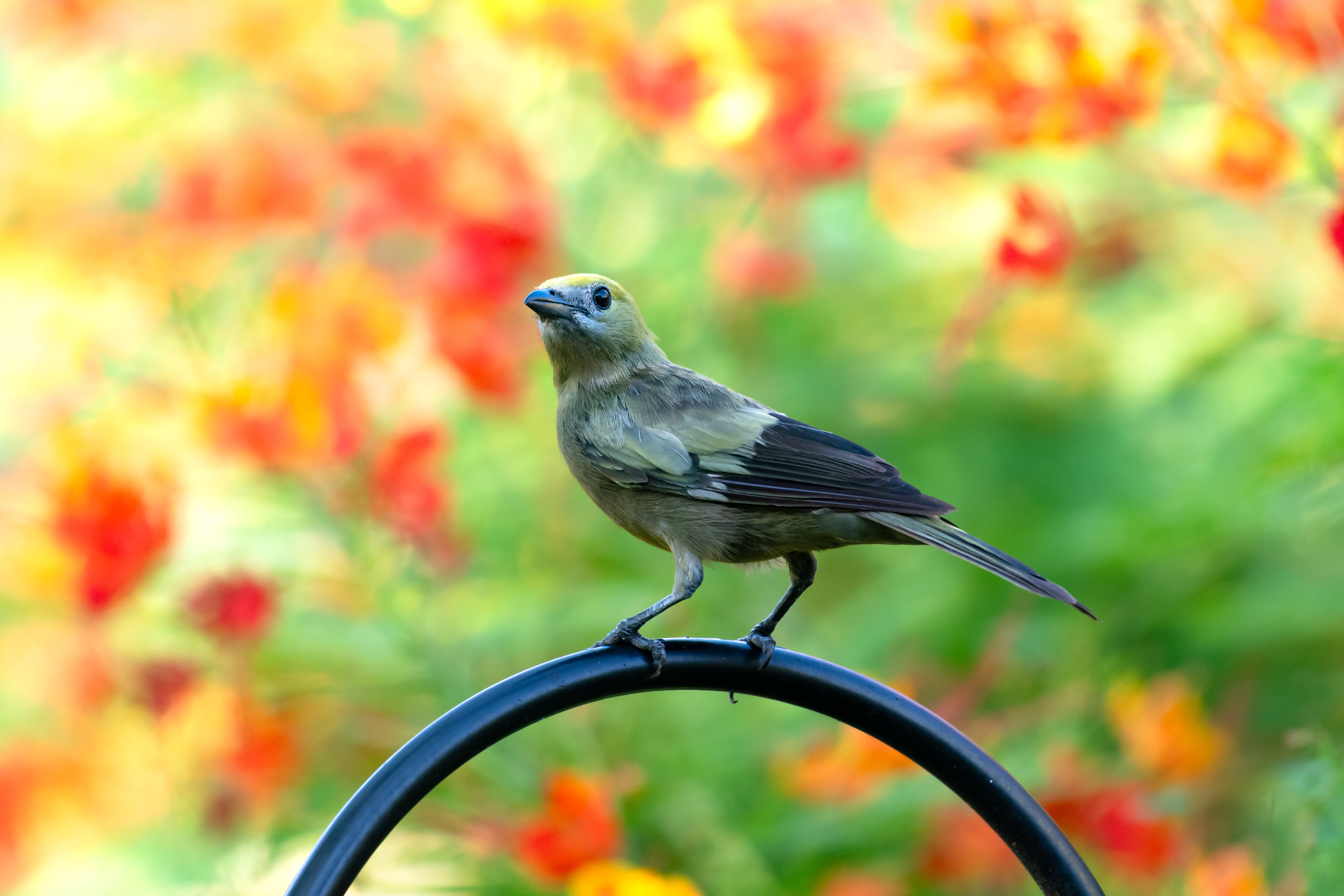 Palm Tanager