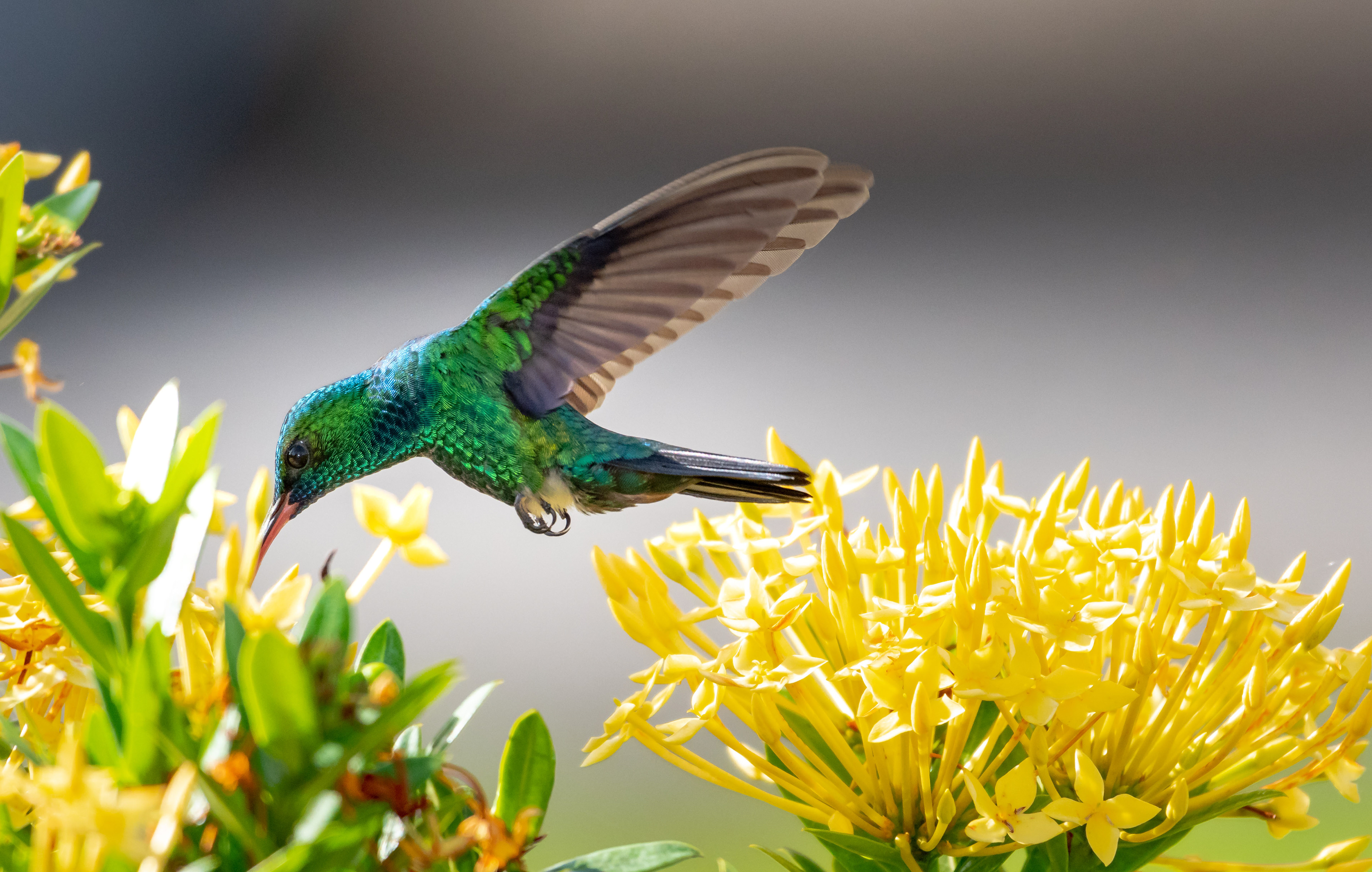 Blue-chinned Sapphire