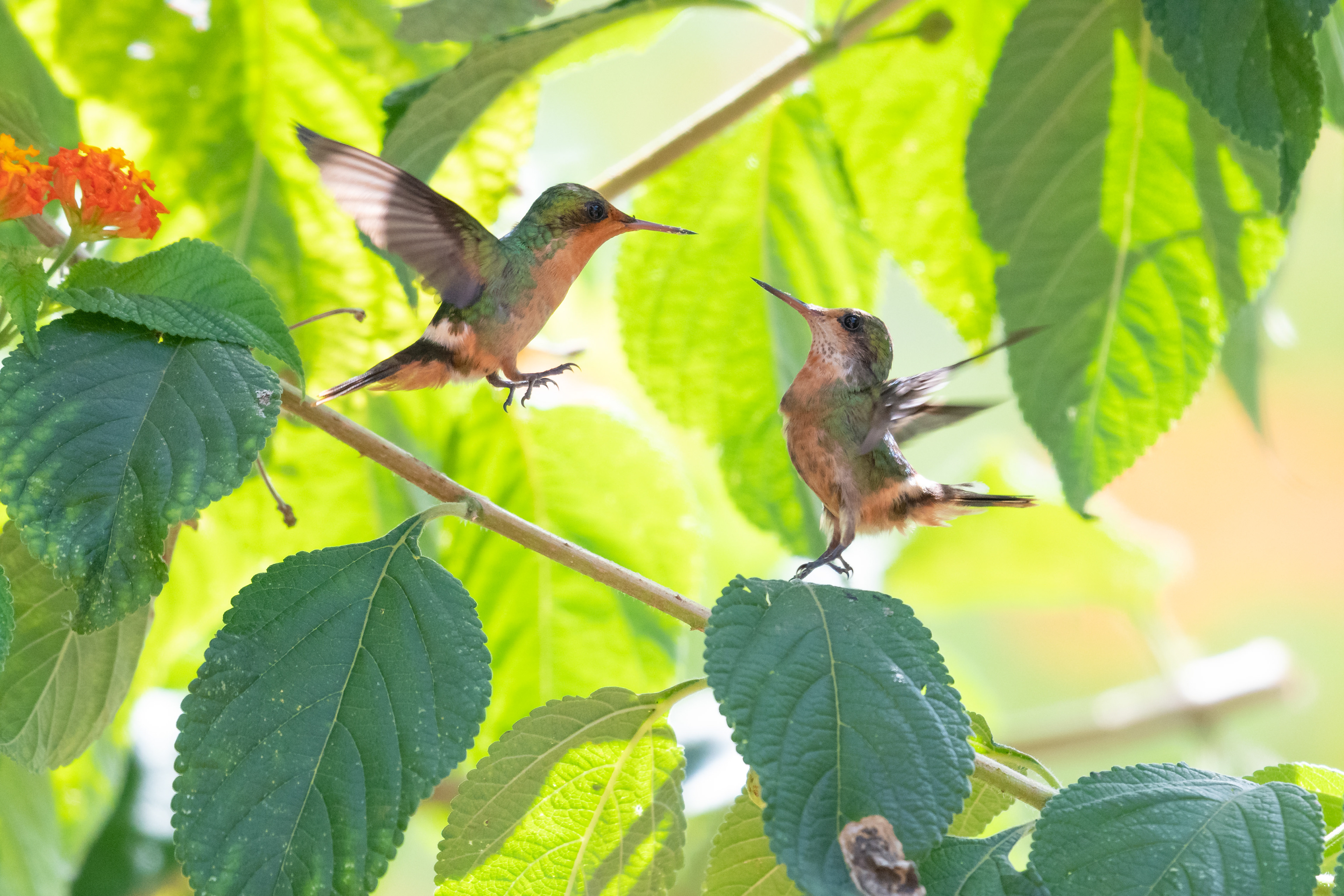 Two Tufted Coquette