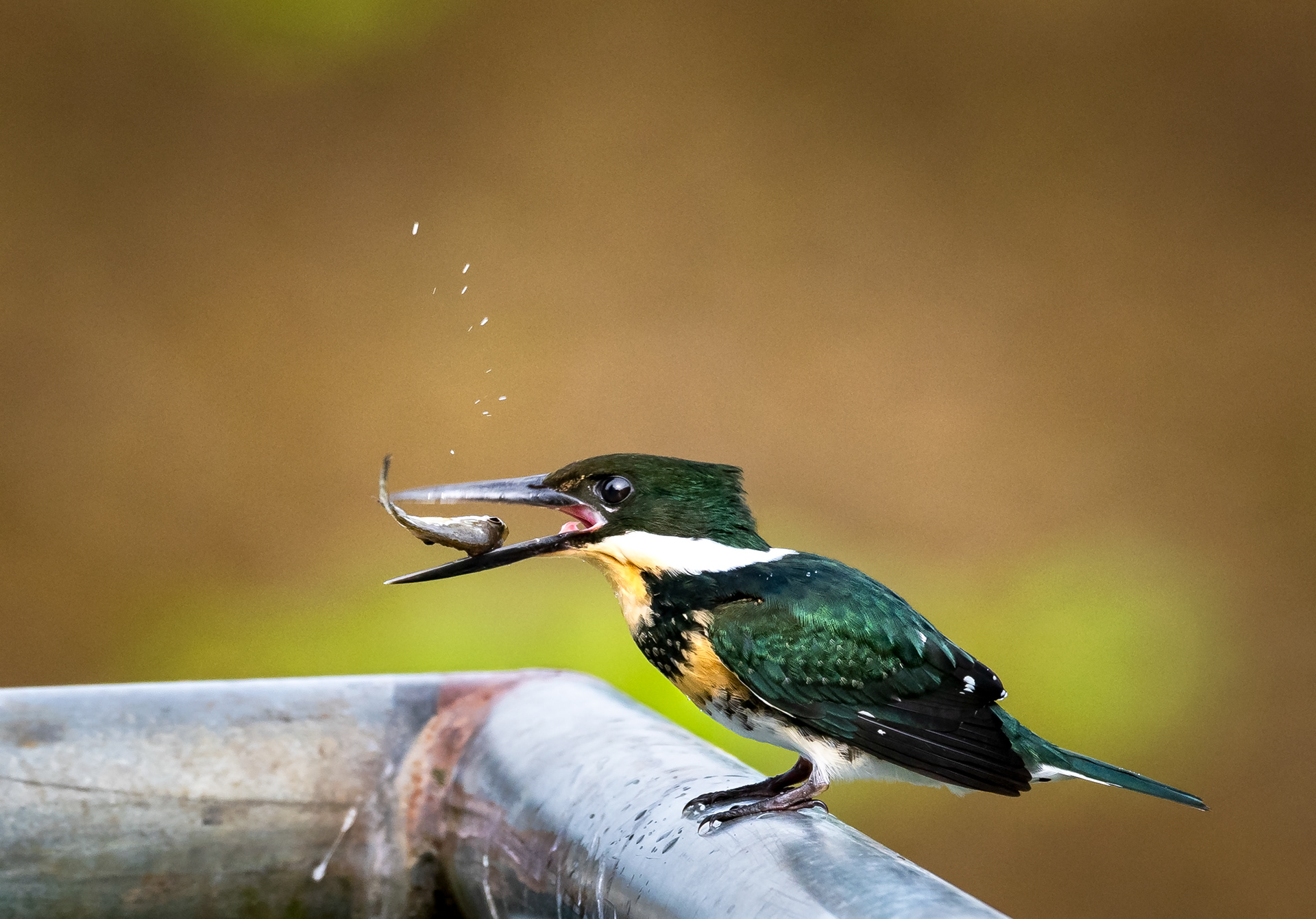 Green Kingfisher