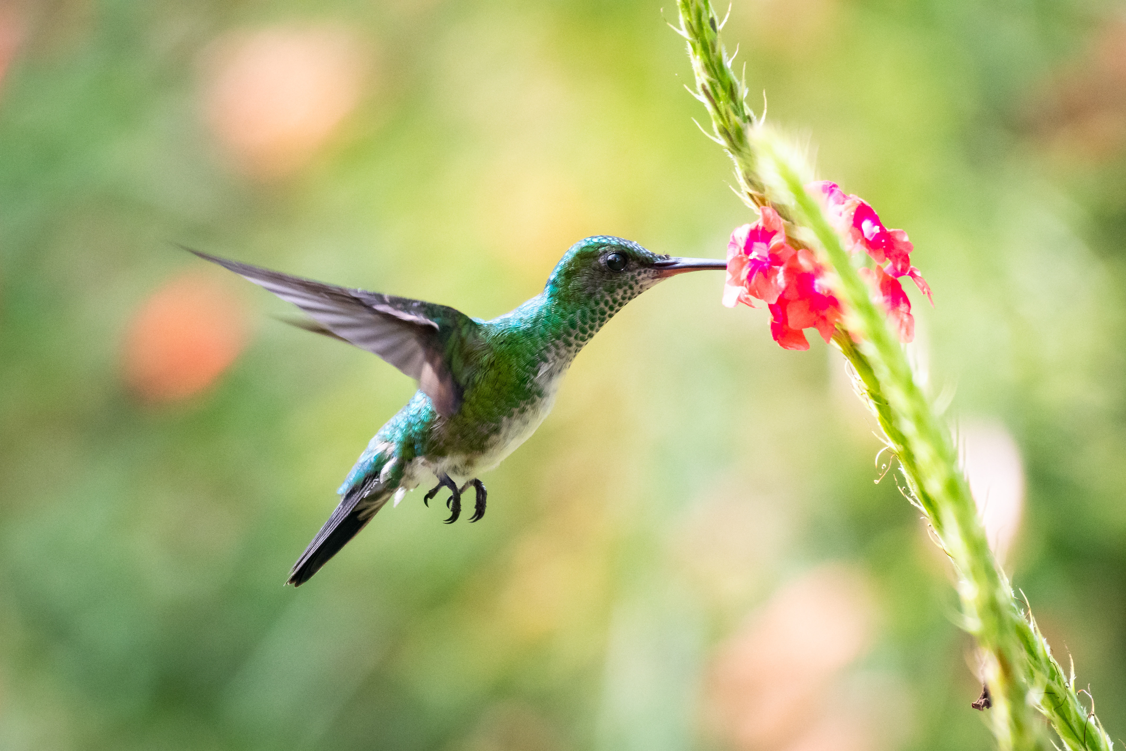 Blue-chinned Sapphire