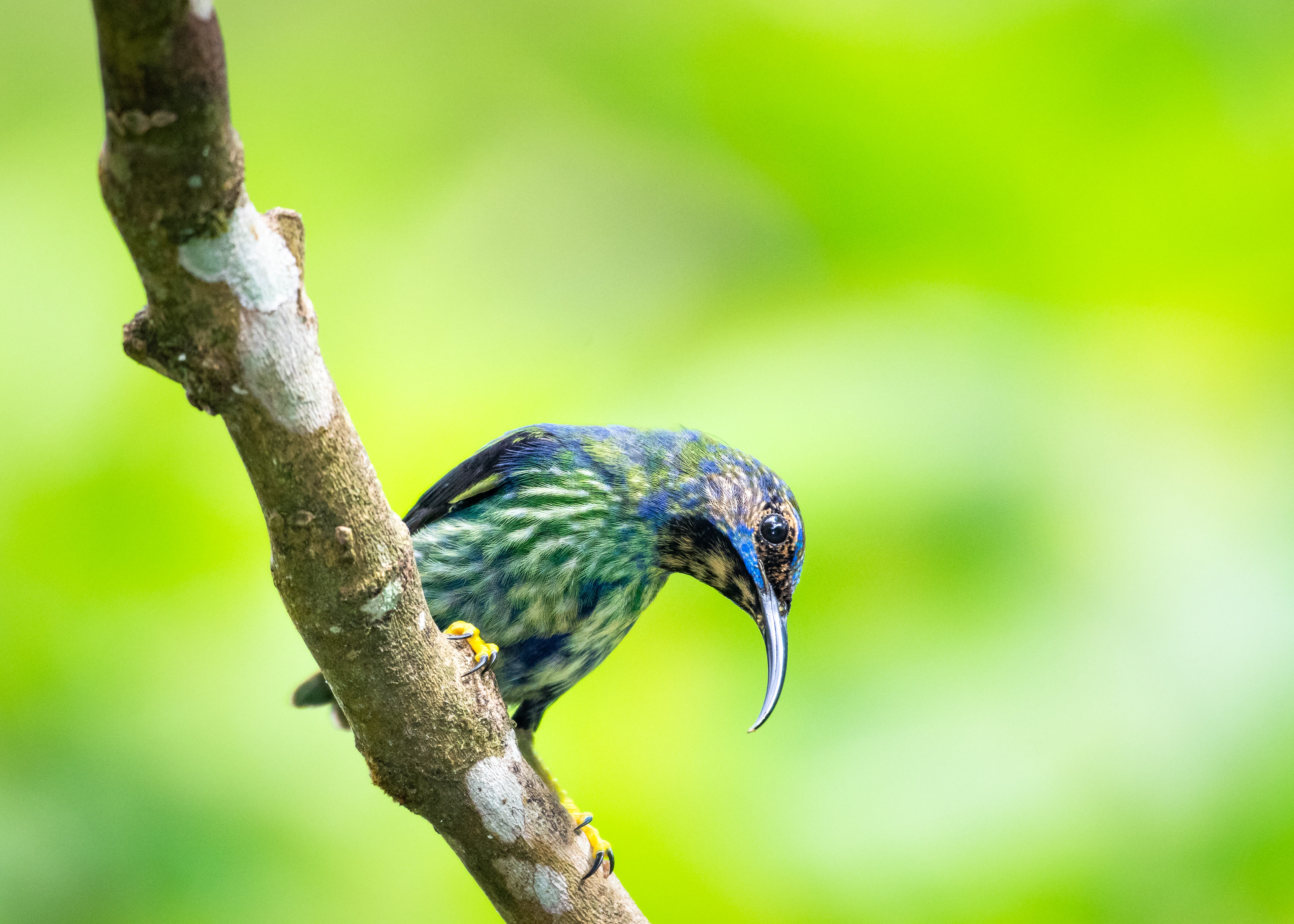 Juvenile Purple Honeycreeper