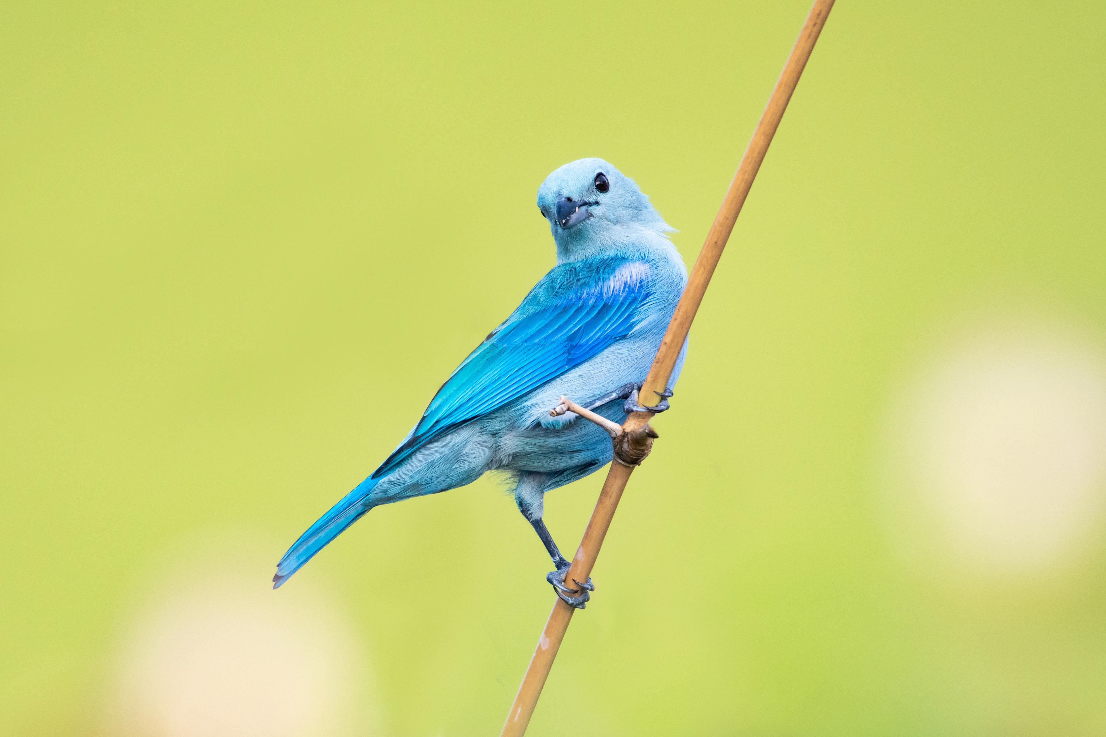 Blue-gray Tanager