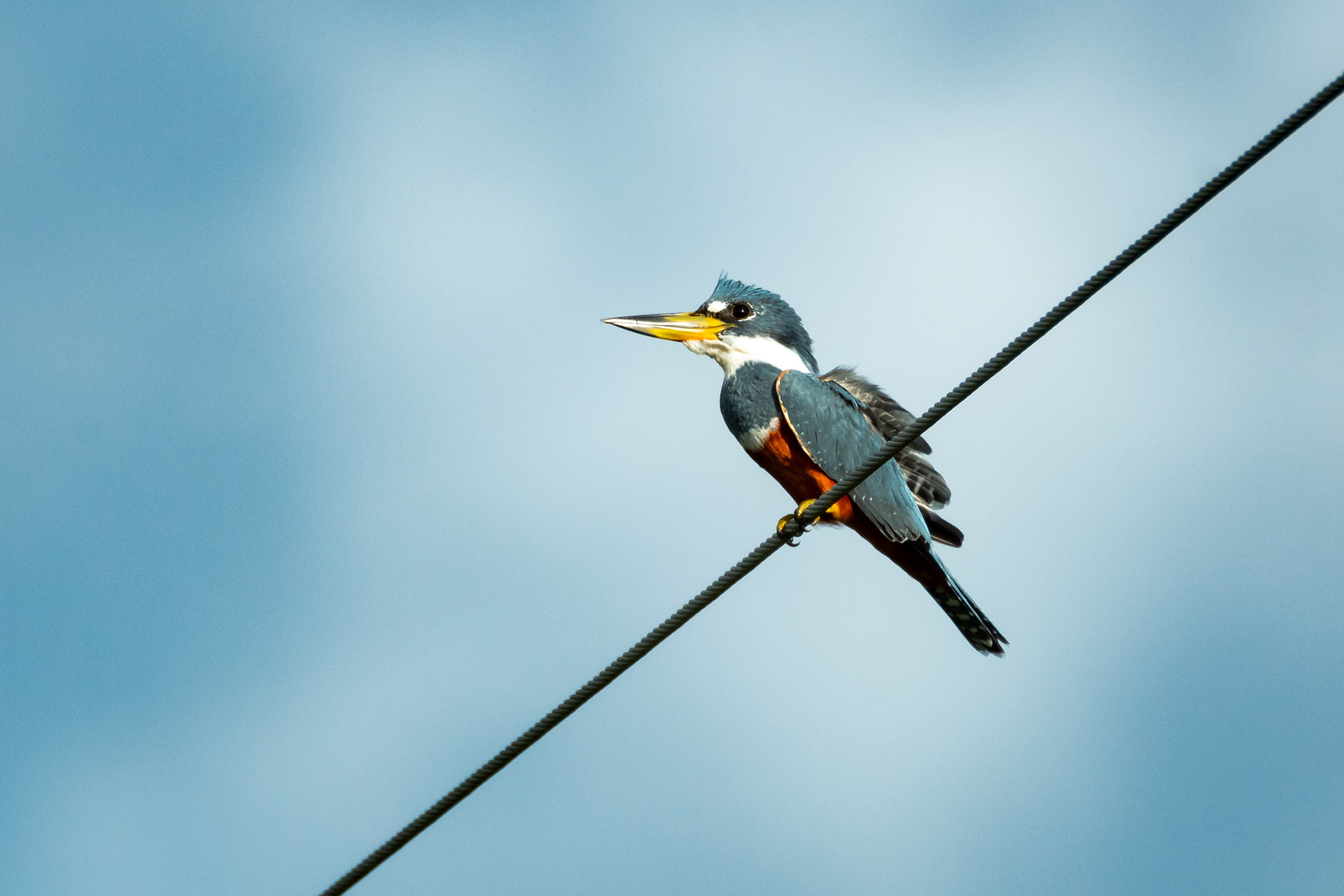 Ringed Kingfisher