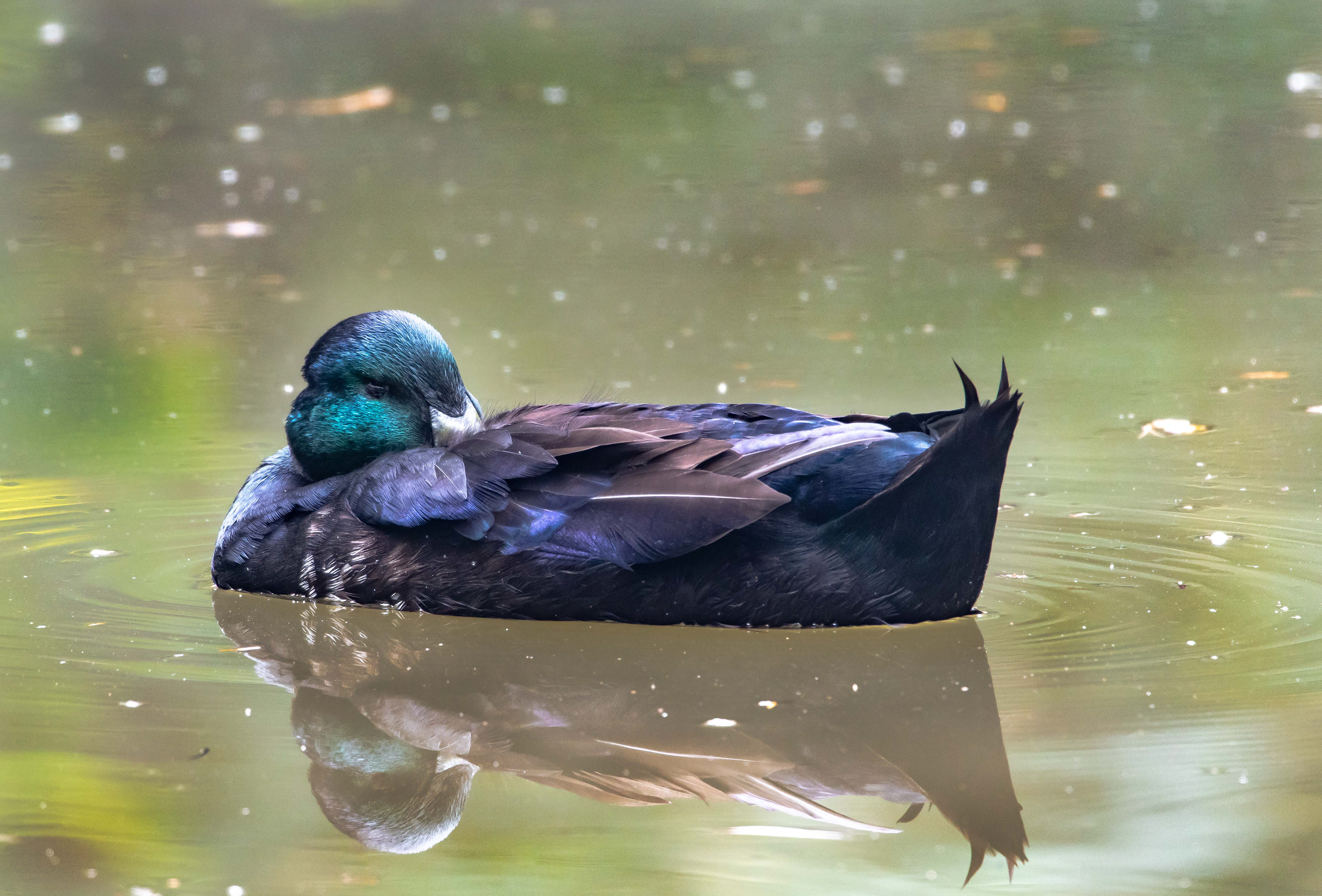 Mallard