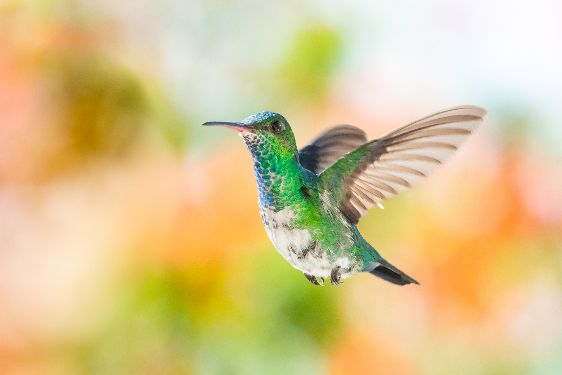 Female Blue-chinned Sapphire