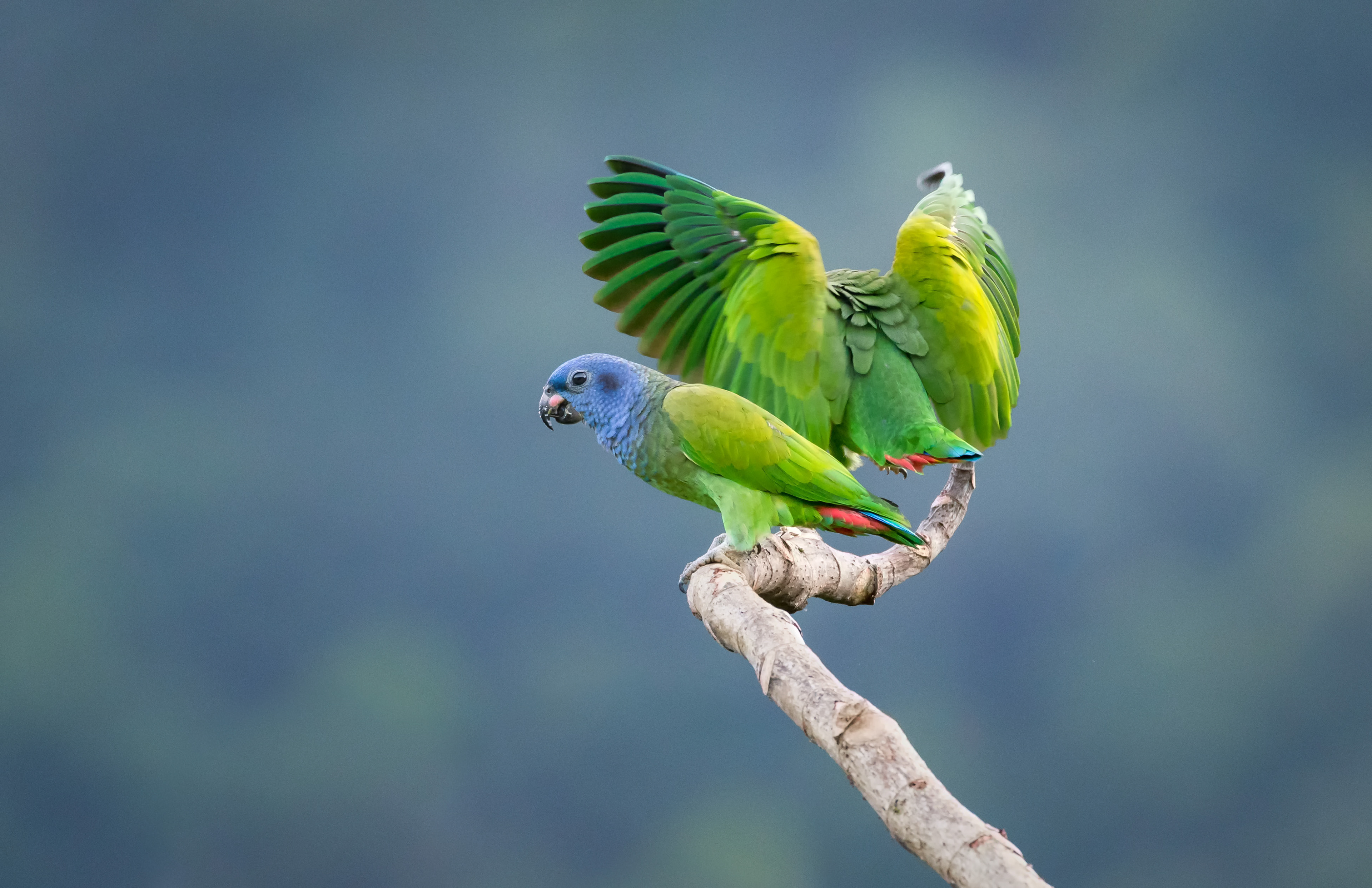 Blue-headed Parrots