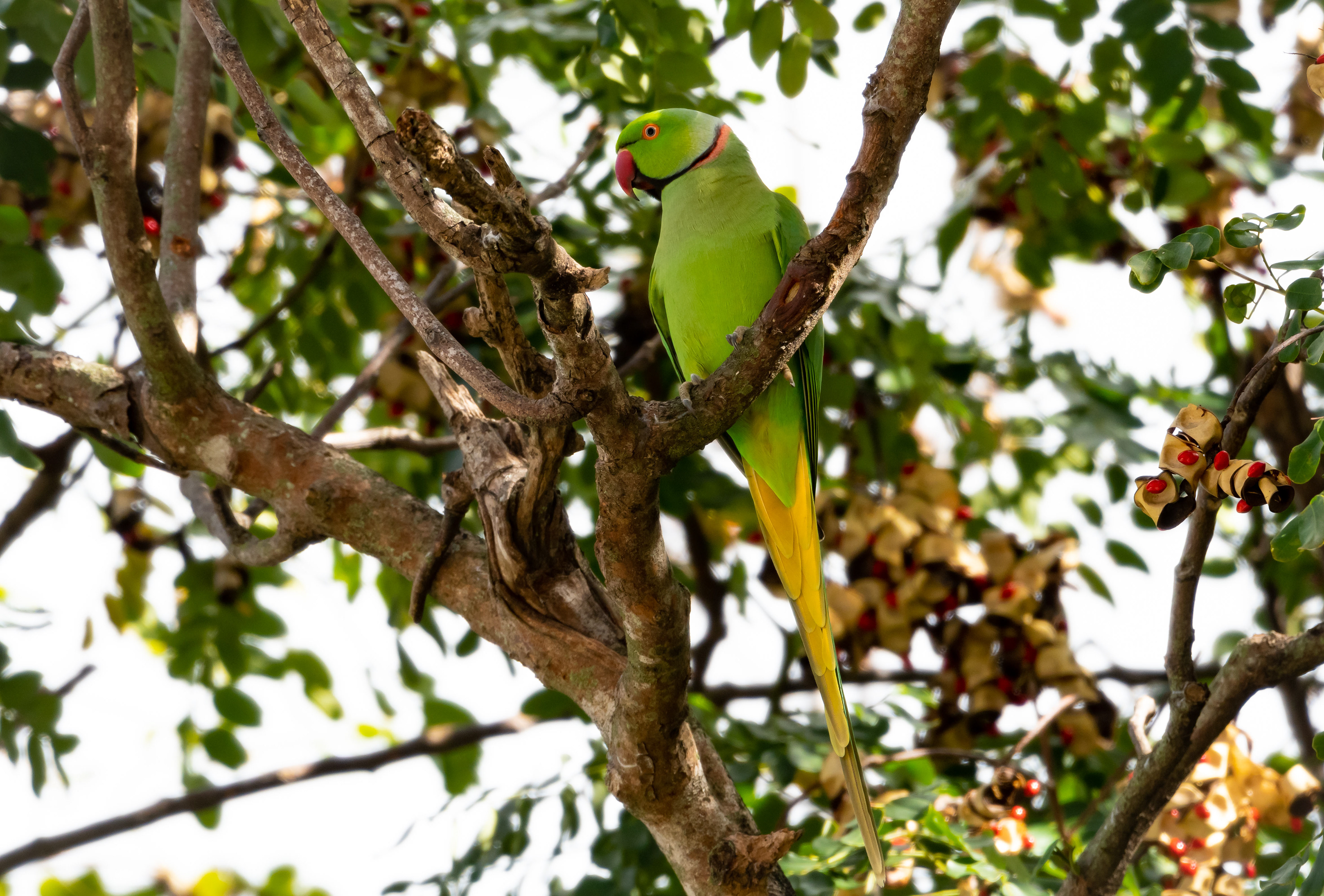 Rose-winged Parakeet
