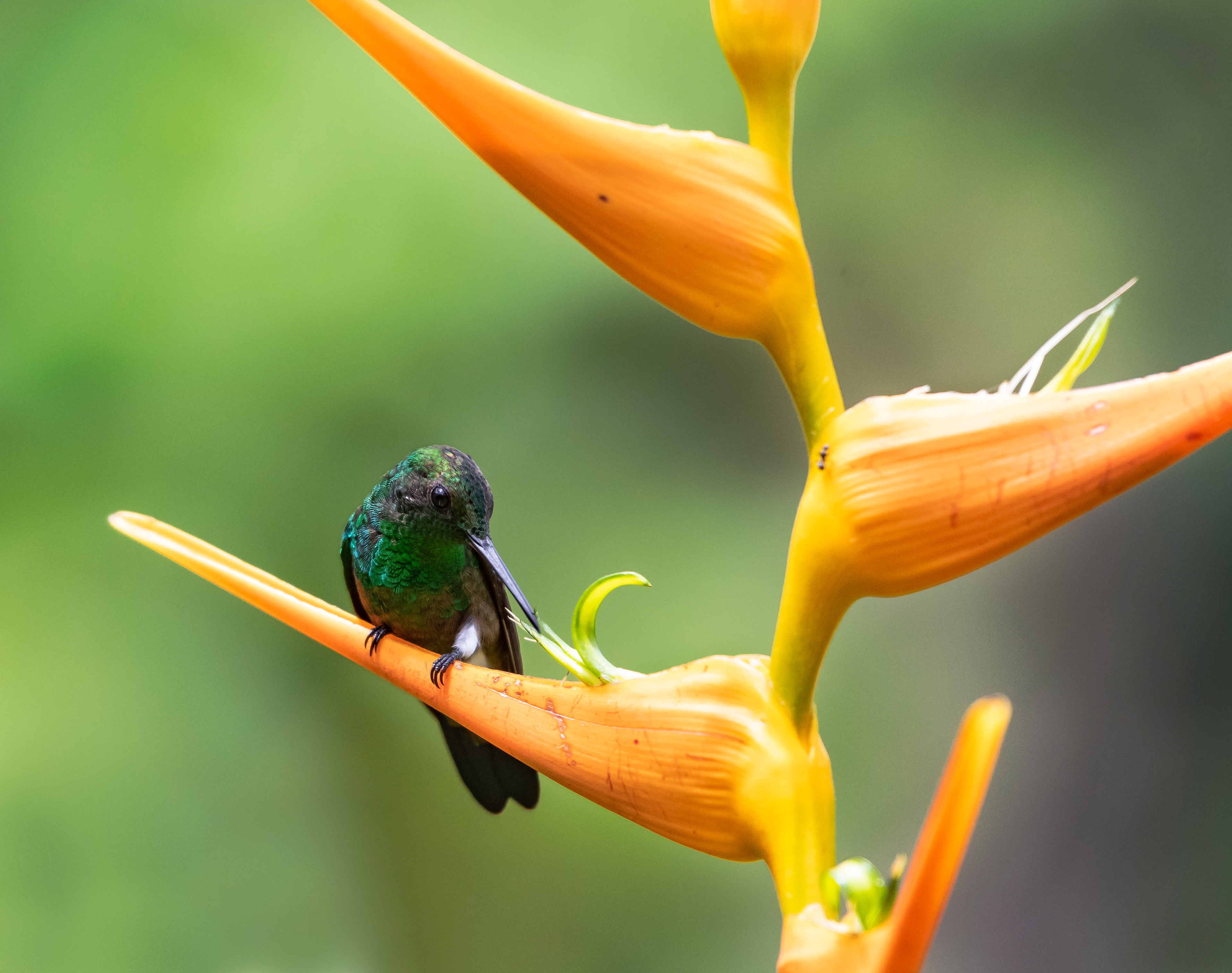 Copper-rumped sitting on a Heliconia flower