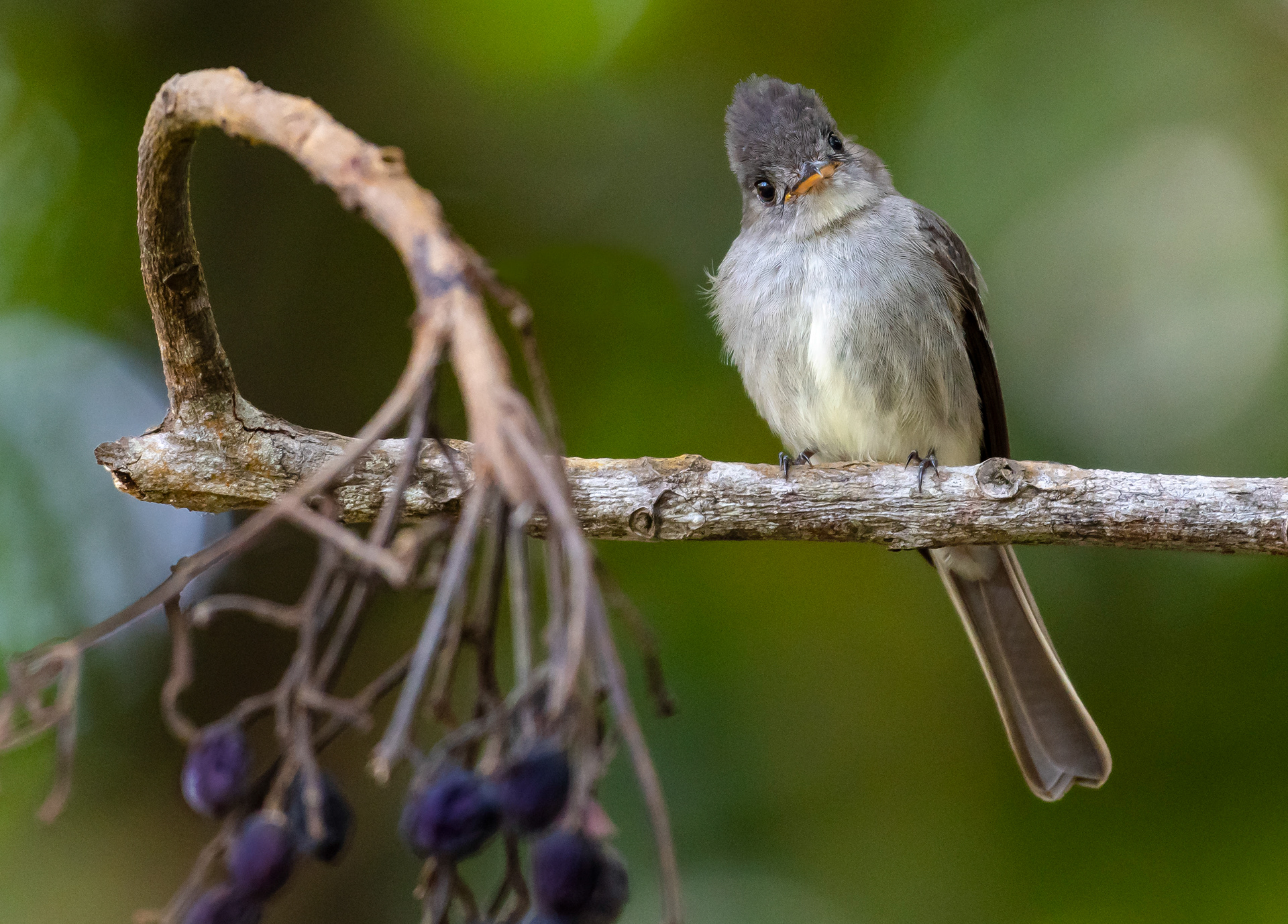 Tropical Pewee