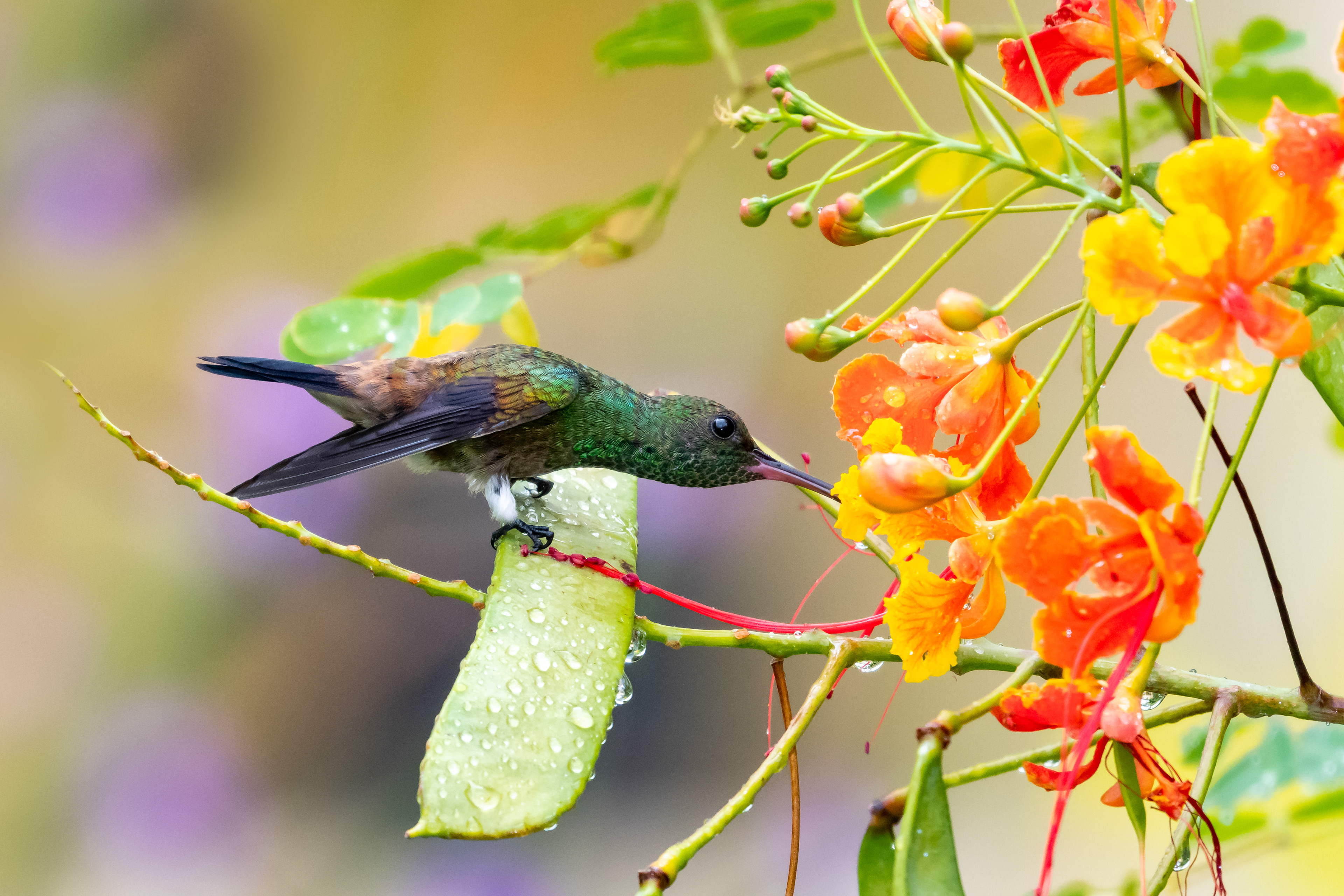 Copper-rumped