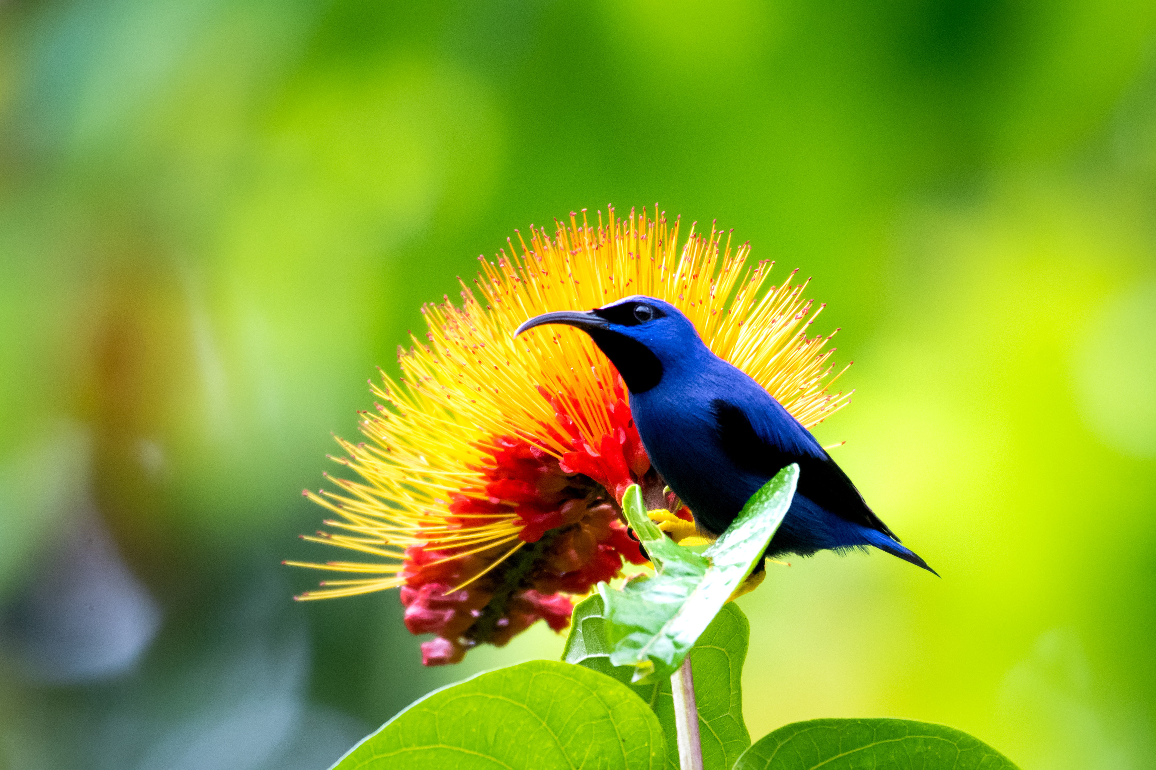Purple Honeycreeper