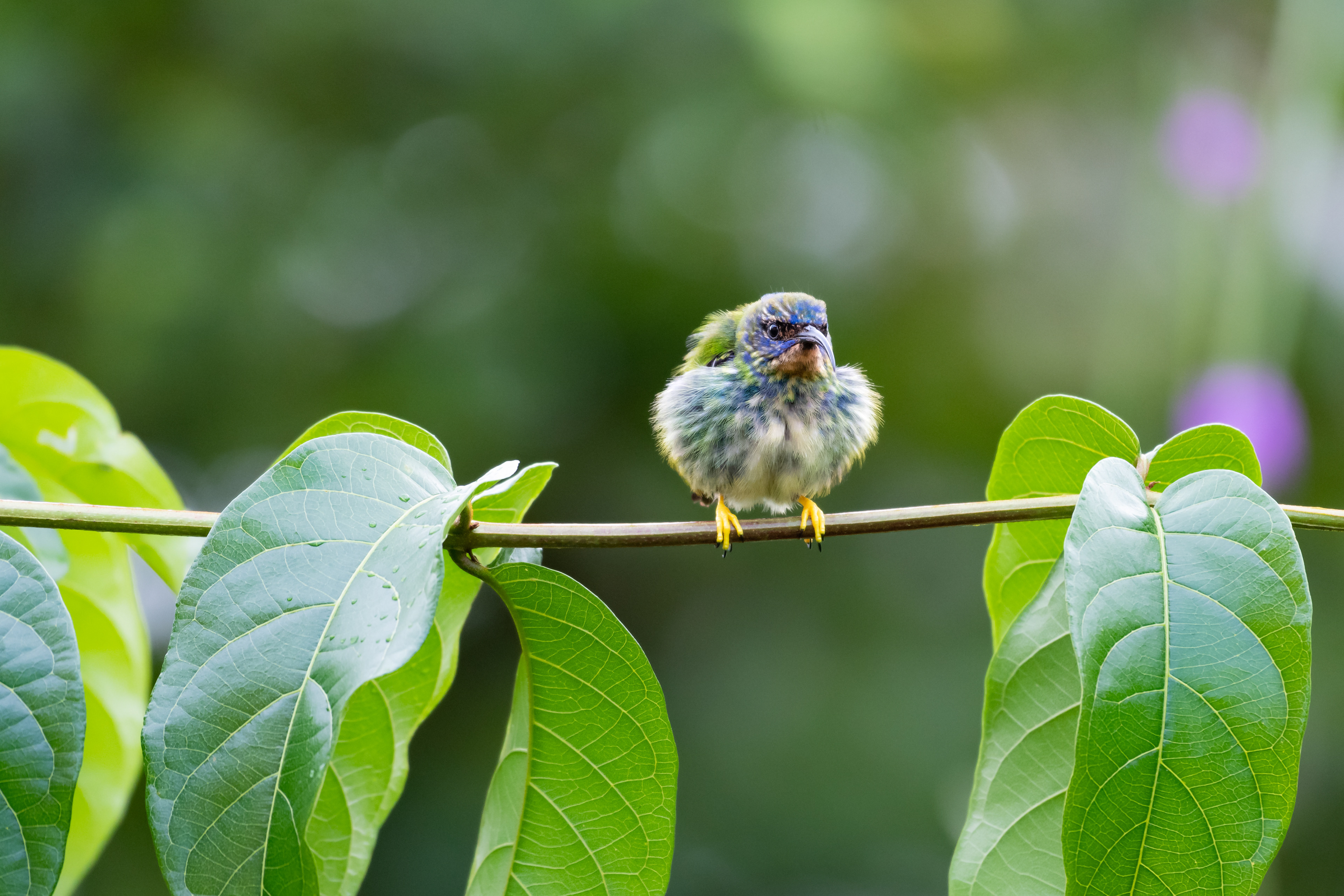 Purple Honeycreeper