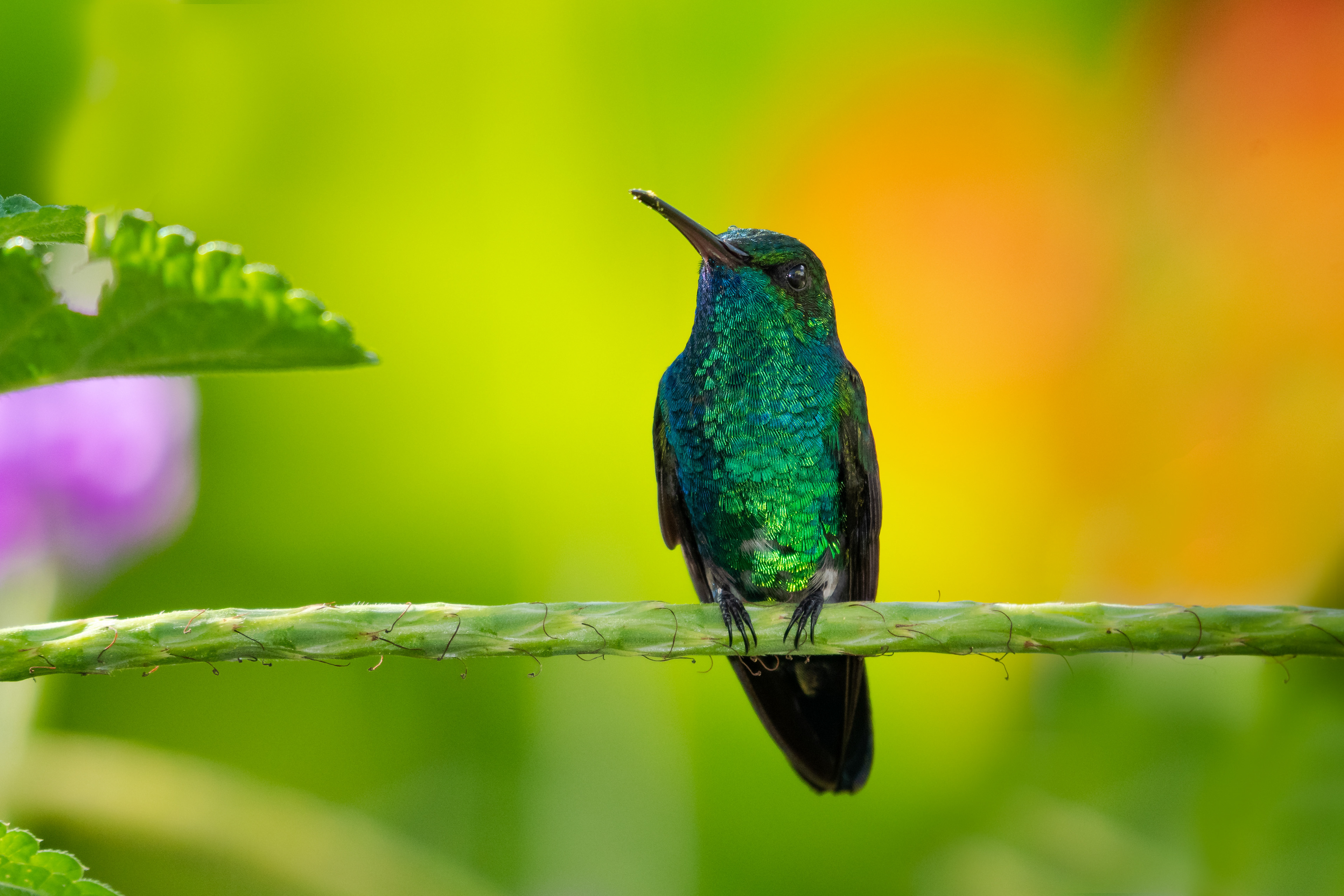 Blue-chinned Sapphire