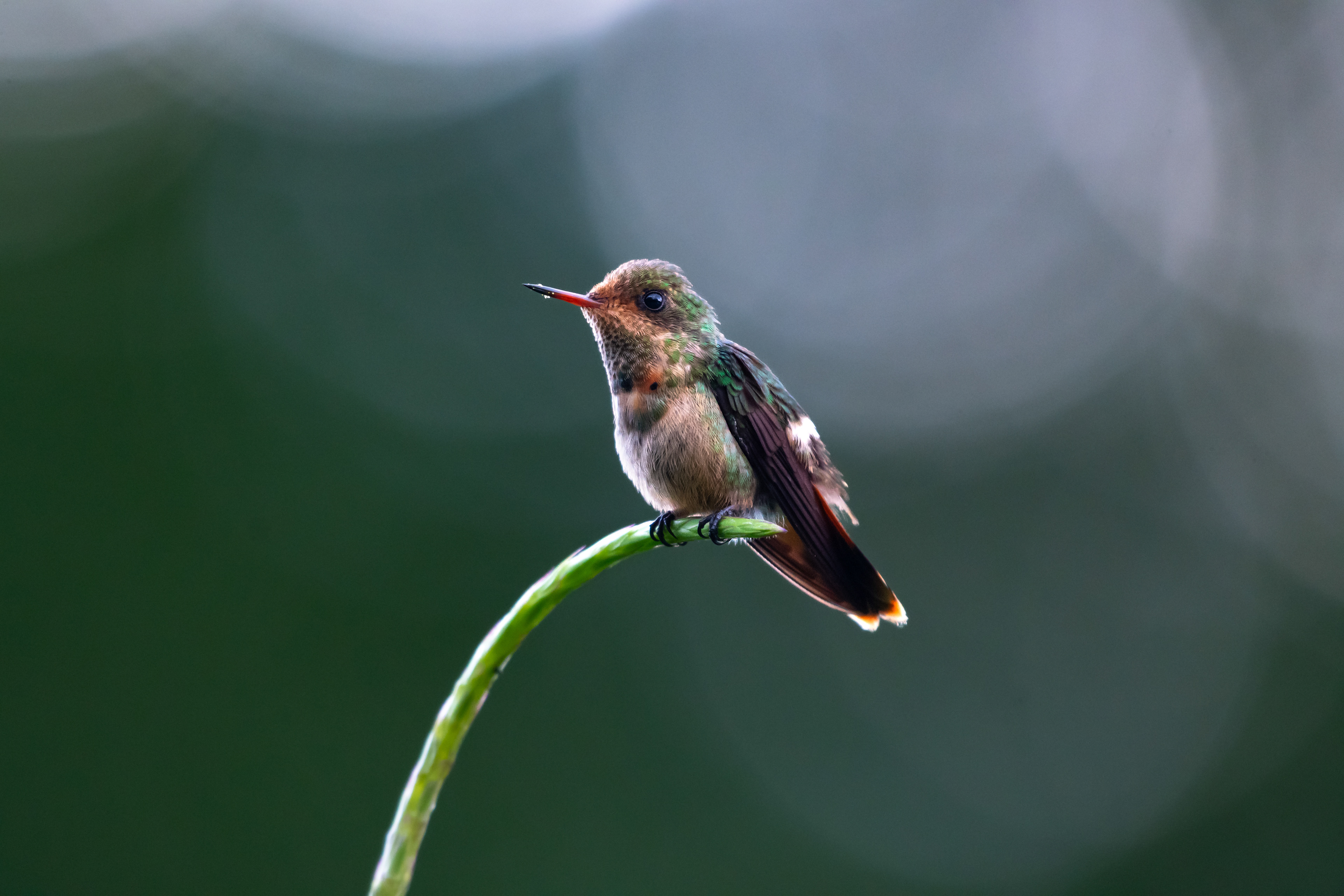 Tufted Coquette