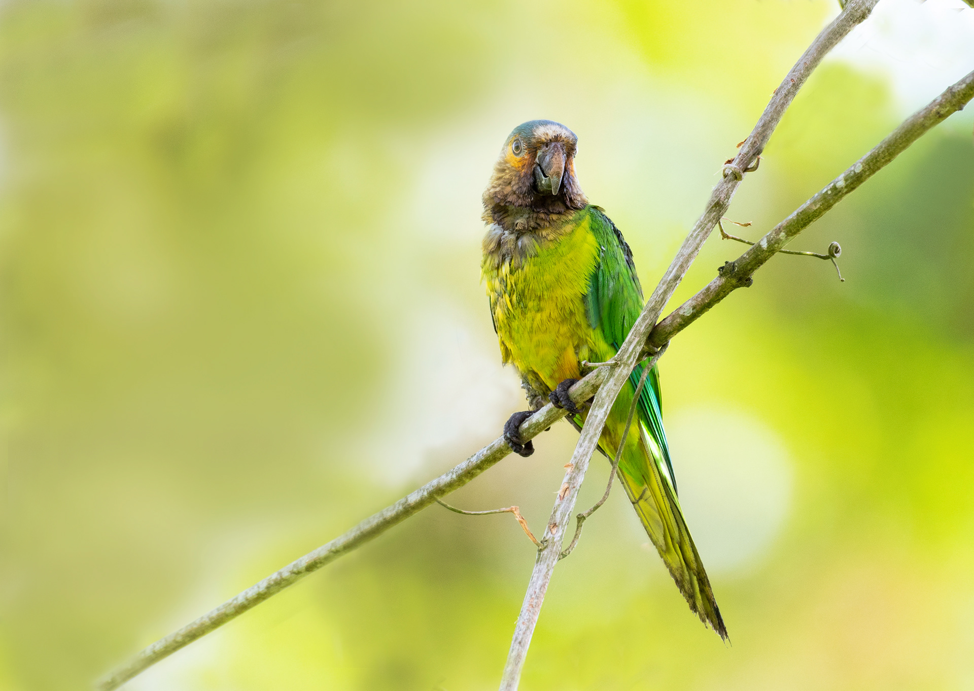 Brown-throated Parakeet