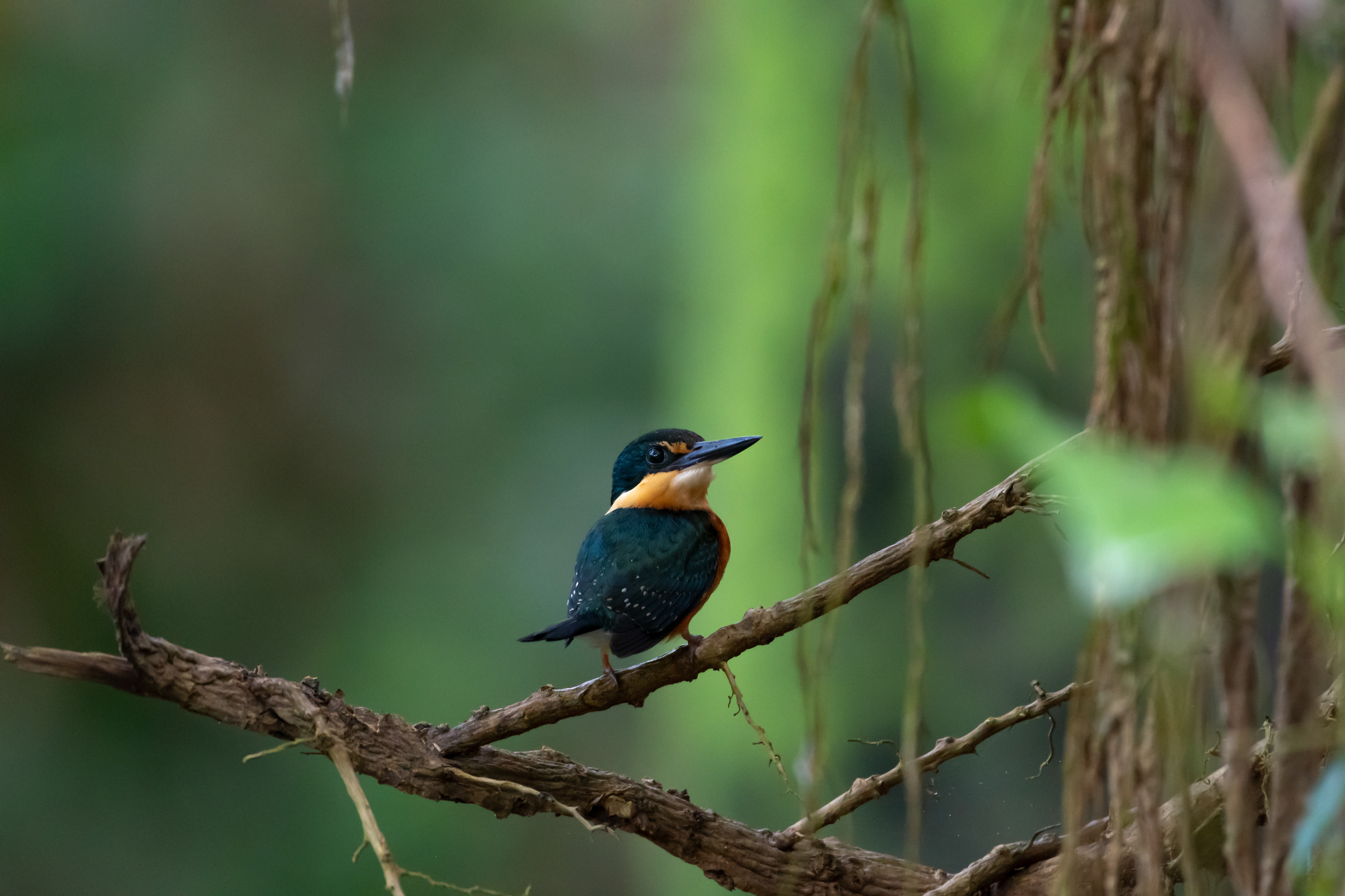 American Pygmy Kingfisher