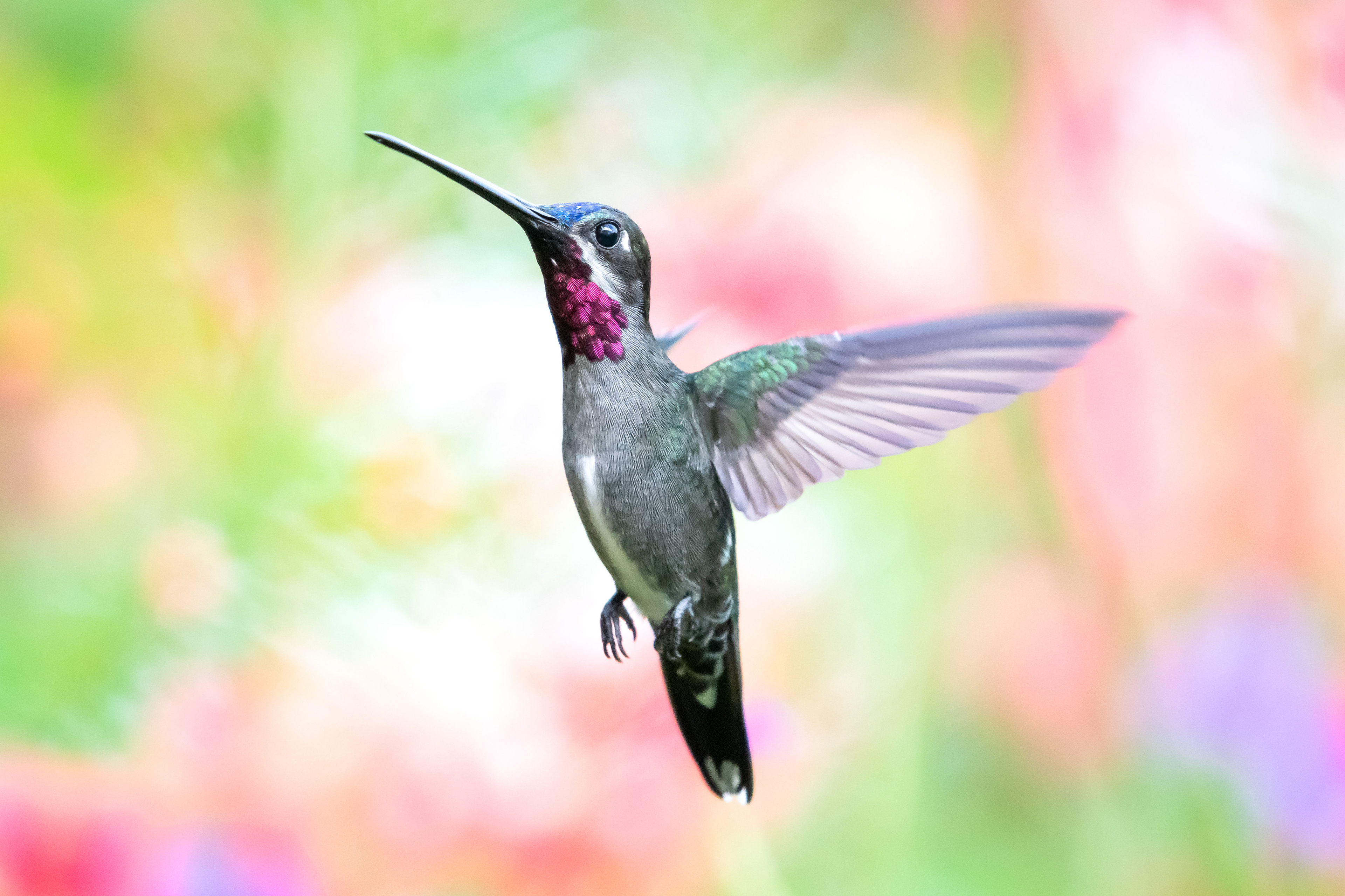 Long-billed Starthroat