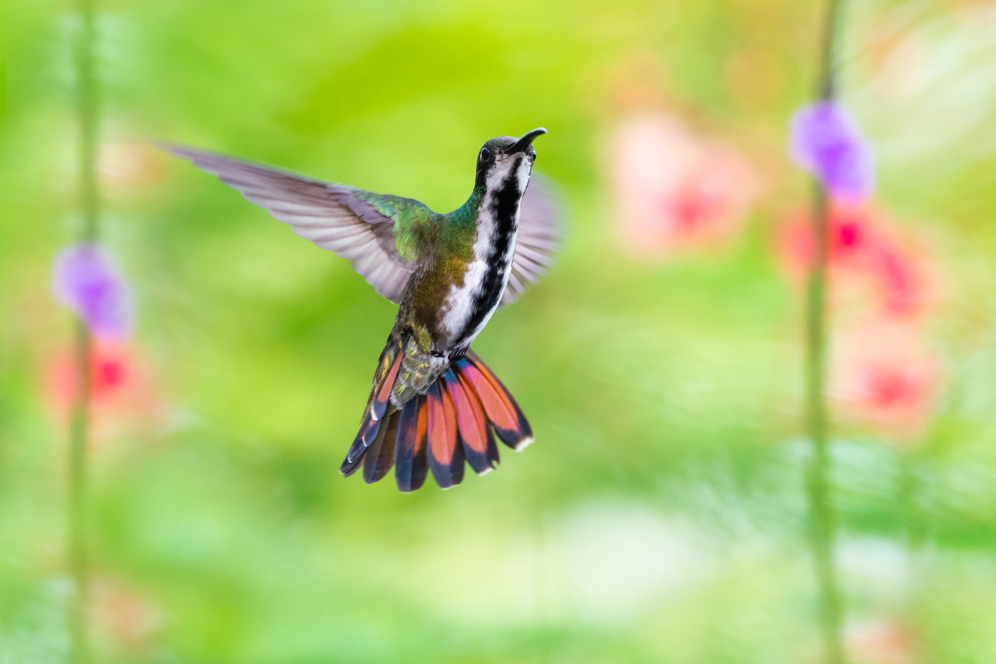 Female Black-throated Mango