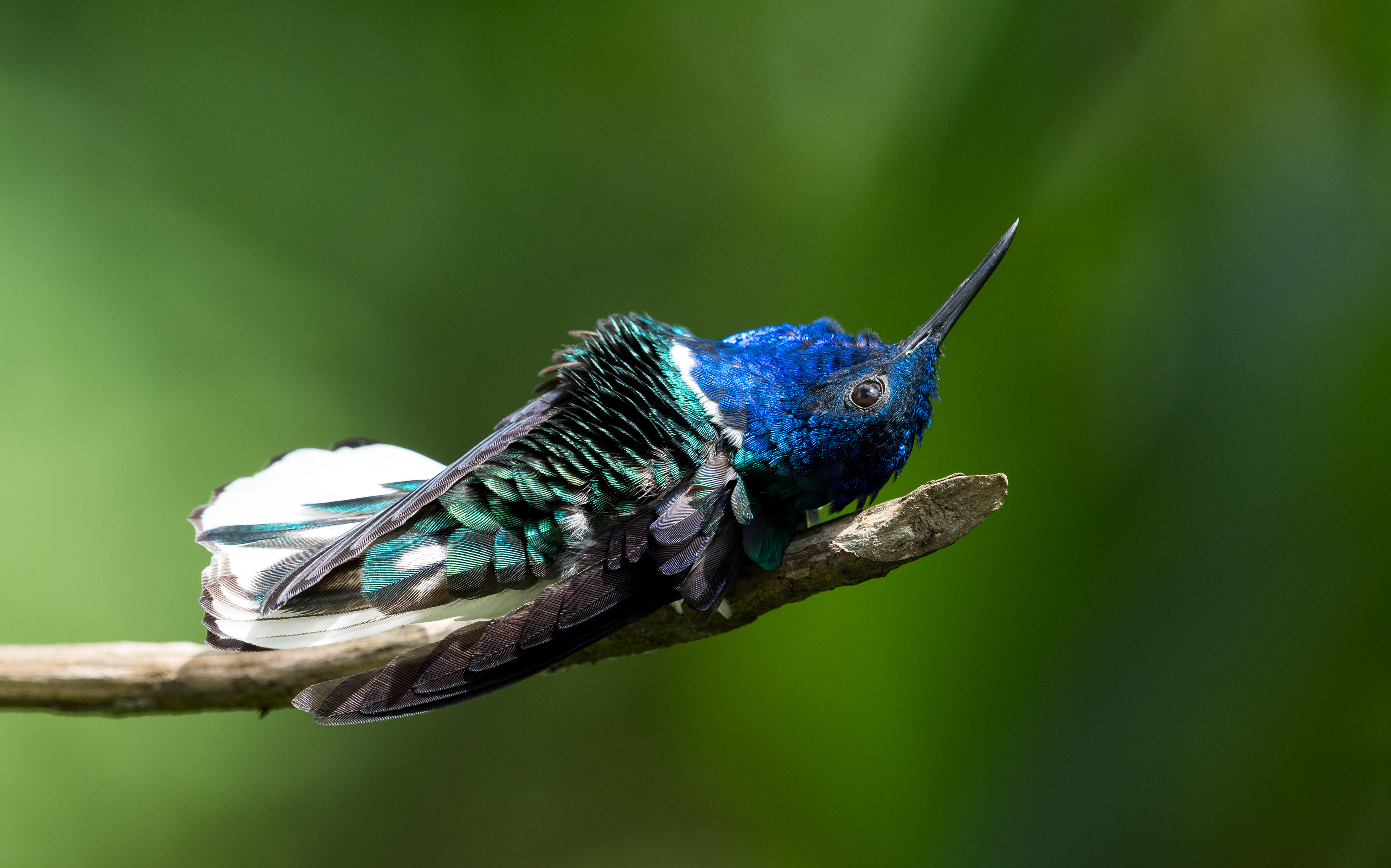 White-necked Jacobin taking a nap