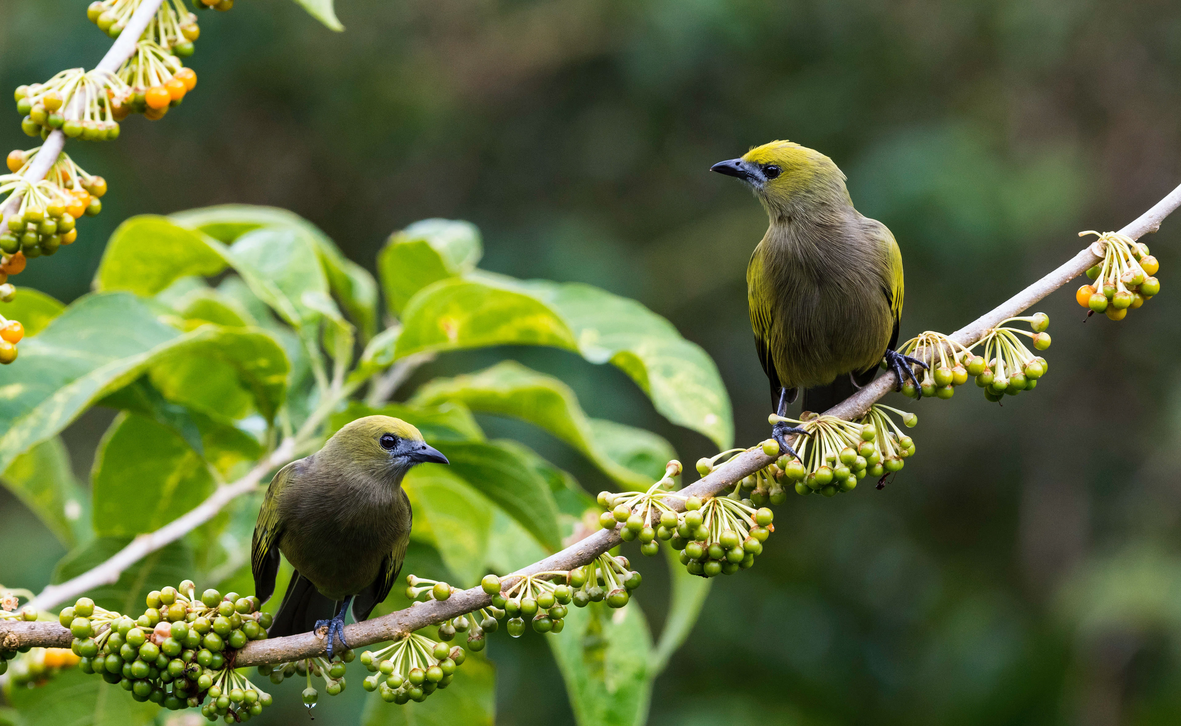 Palm Tanagers