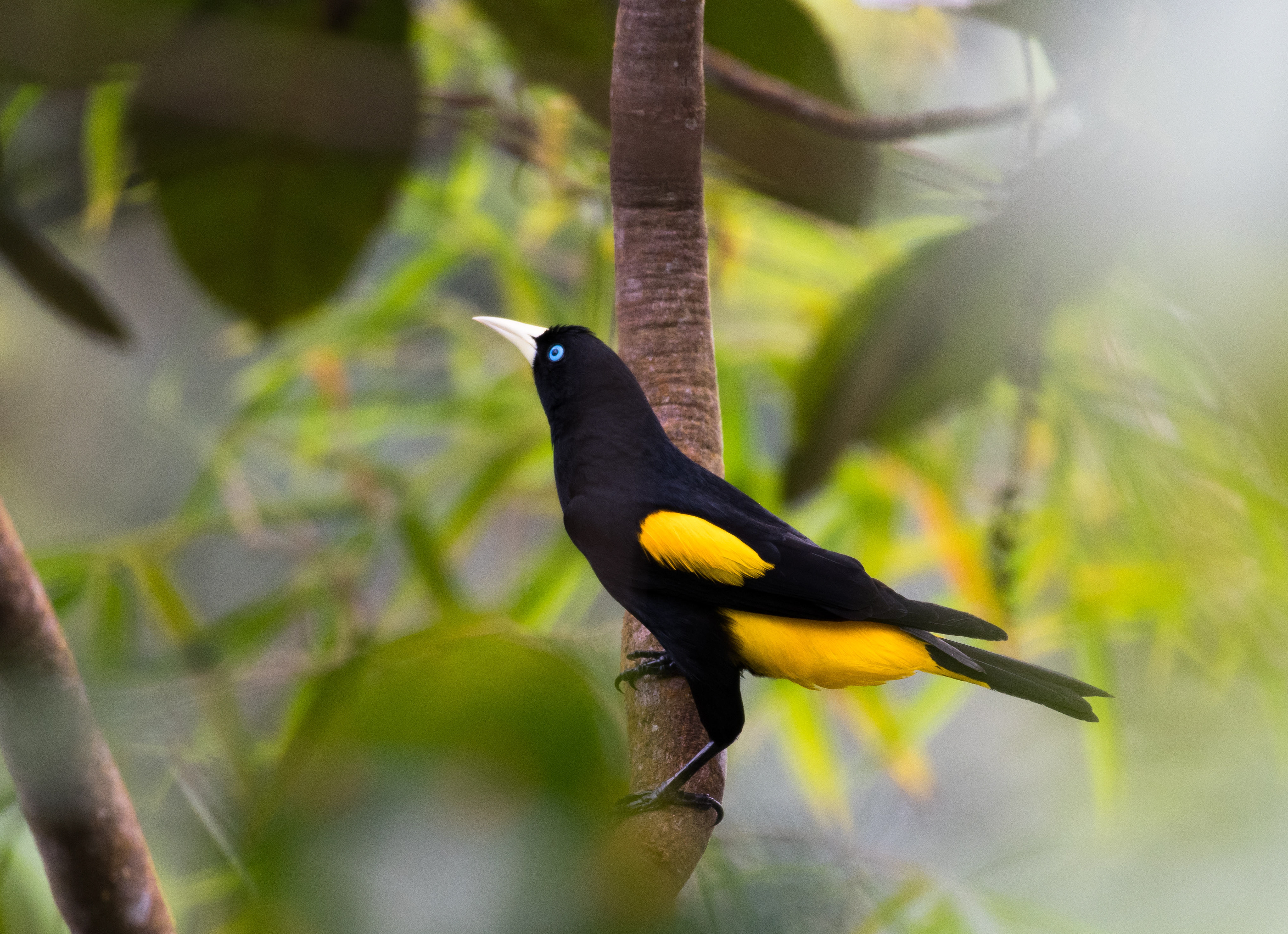 Yellow-rumped Cacique