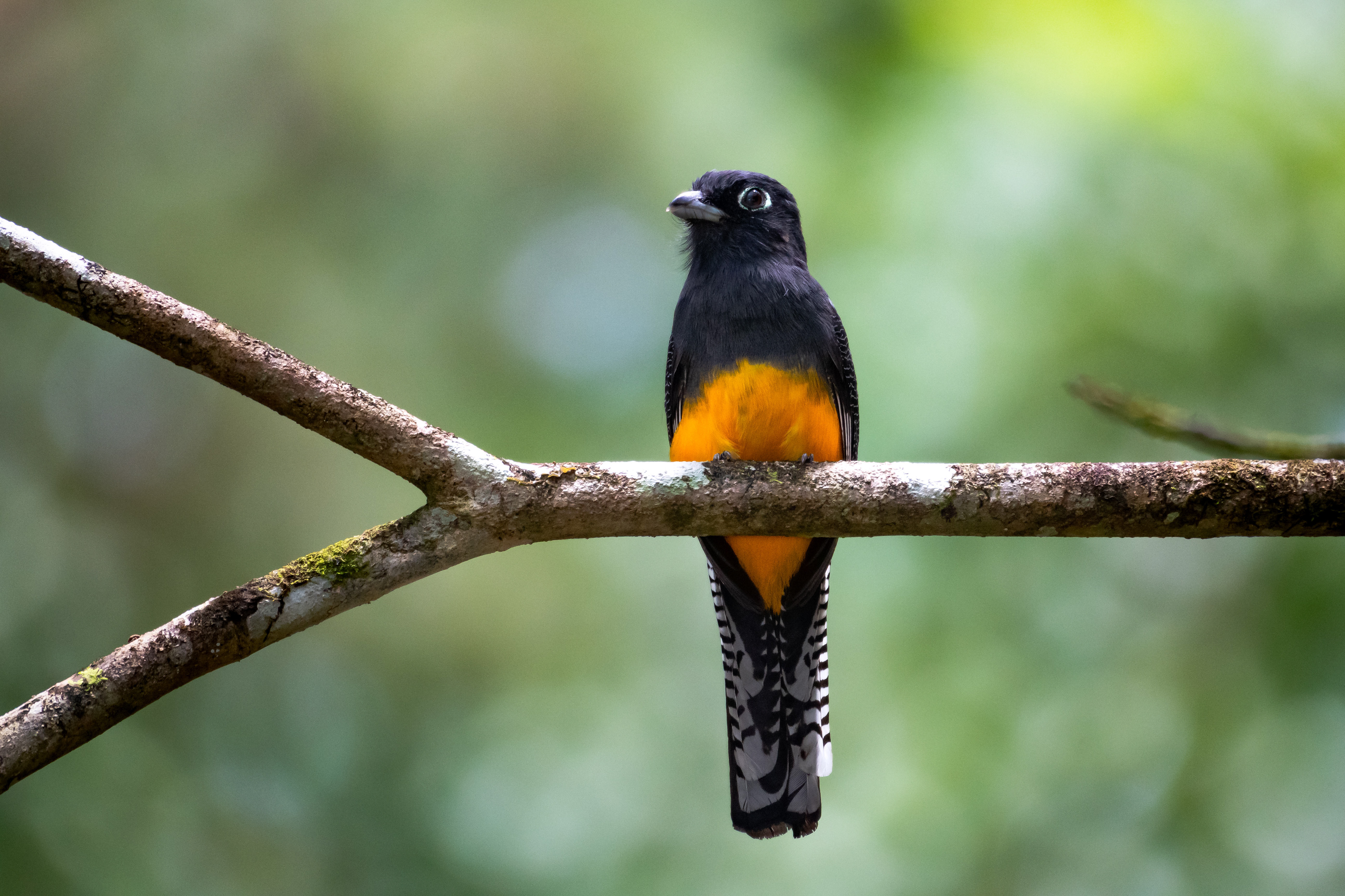 Green-backed Trogon