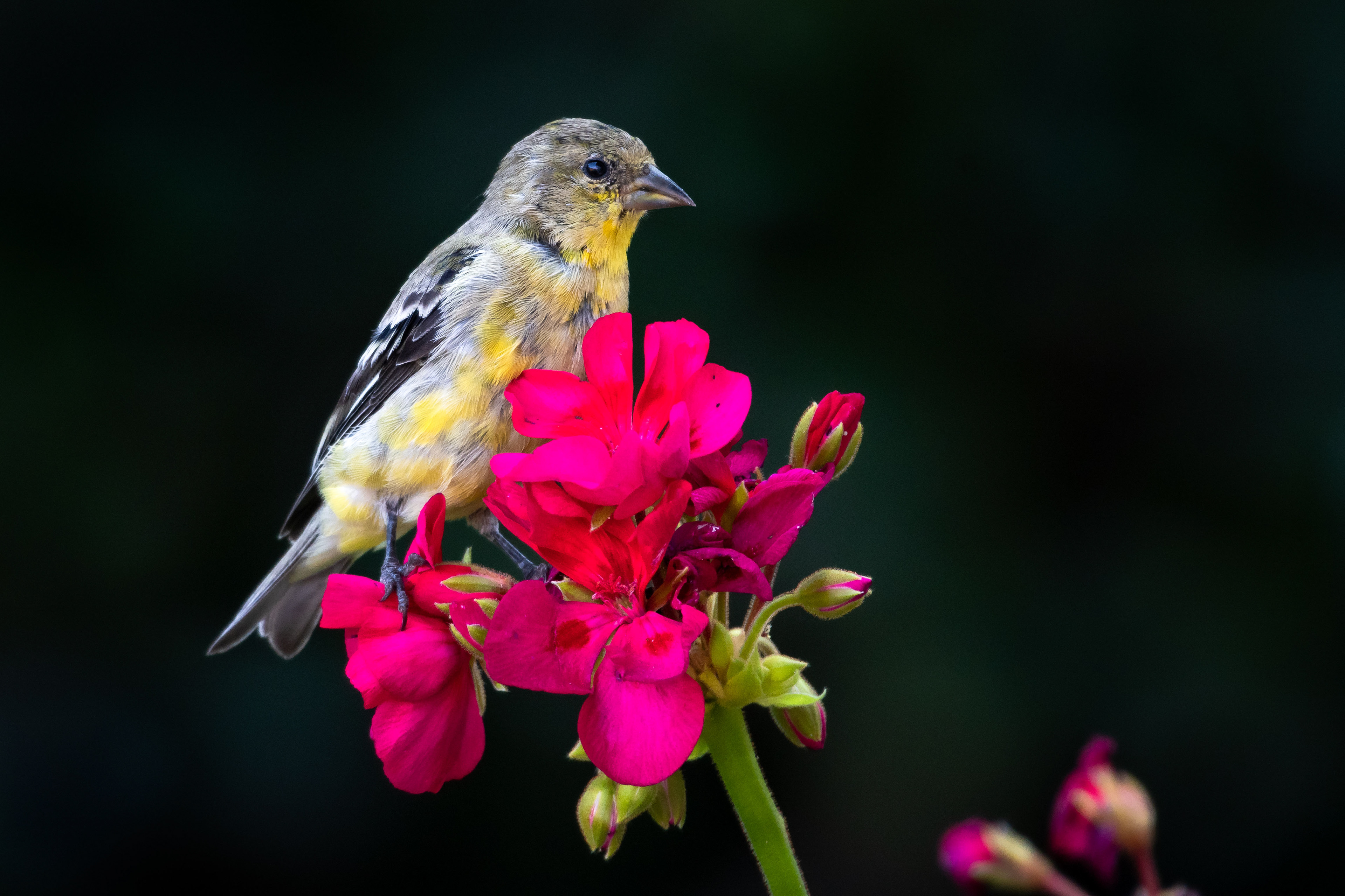 American Goldfinch