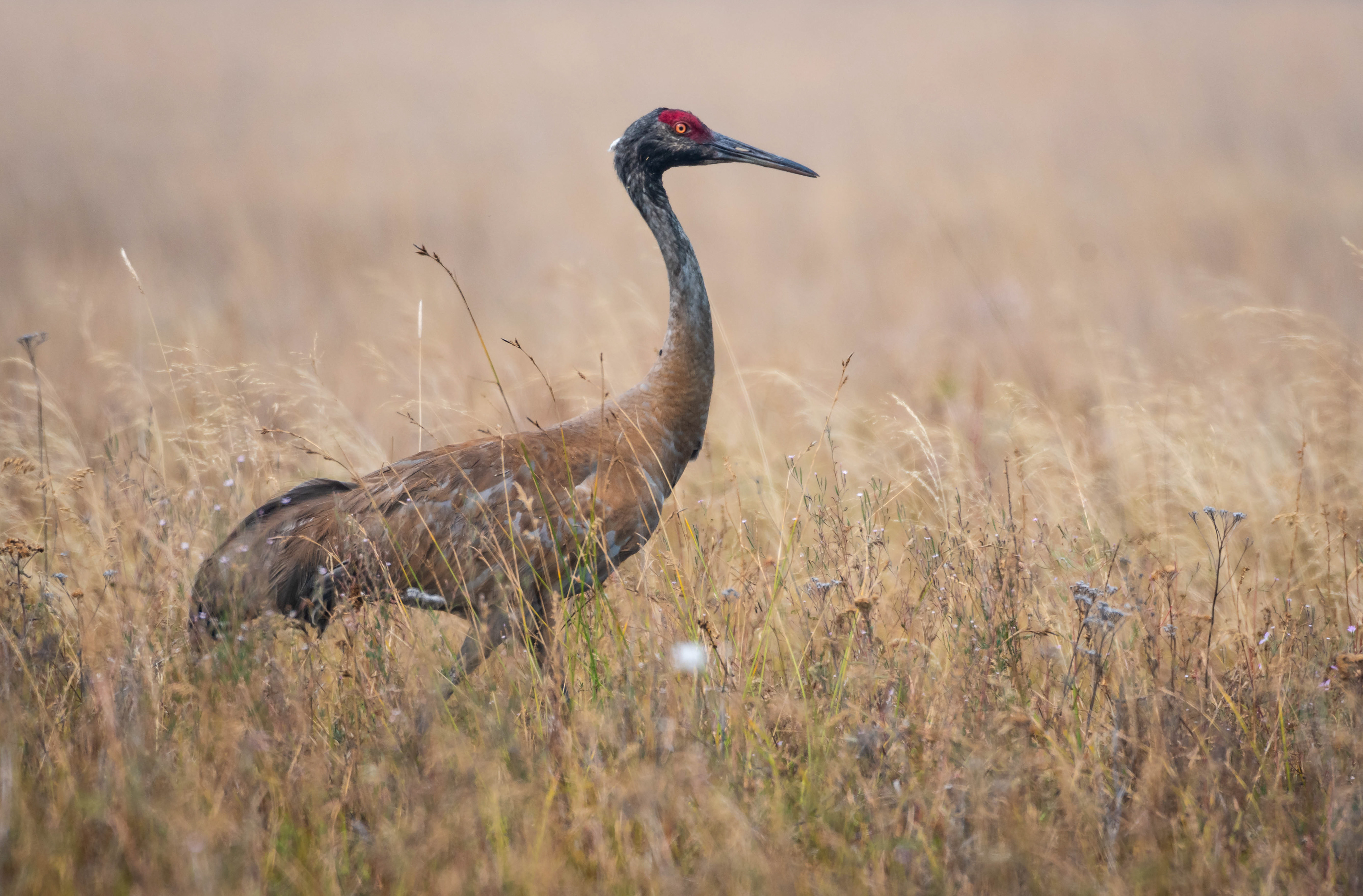 Sandhill Crane
